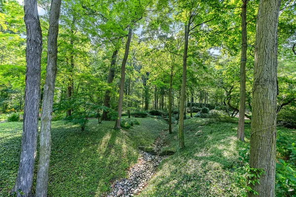 a view of a forest that has large trees