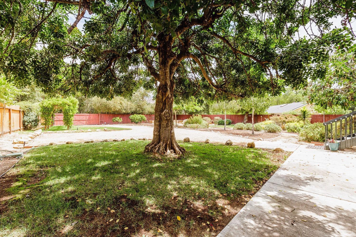 902 Daly Road Ojai, CA 93023 - Photo 5 of 13 a view of yard with tree s