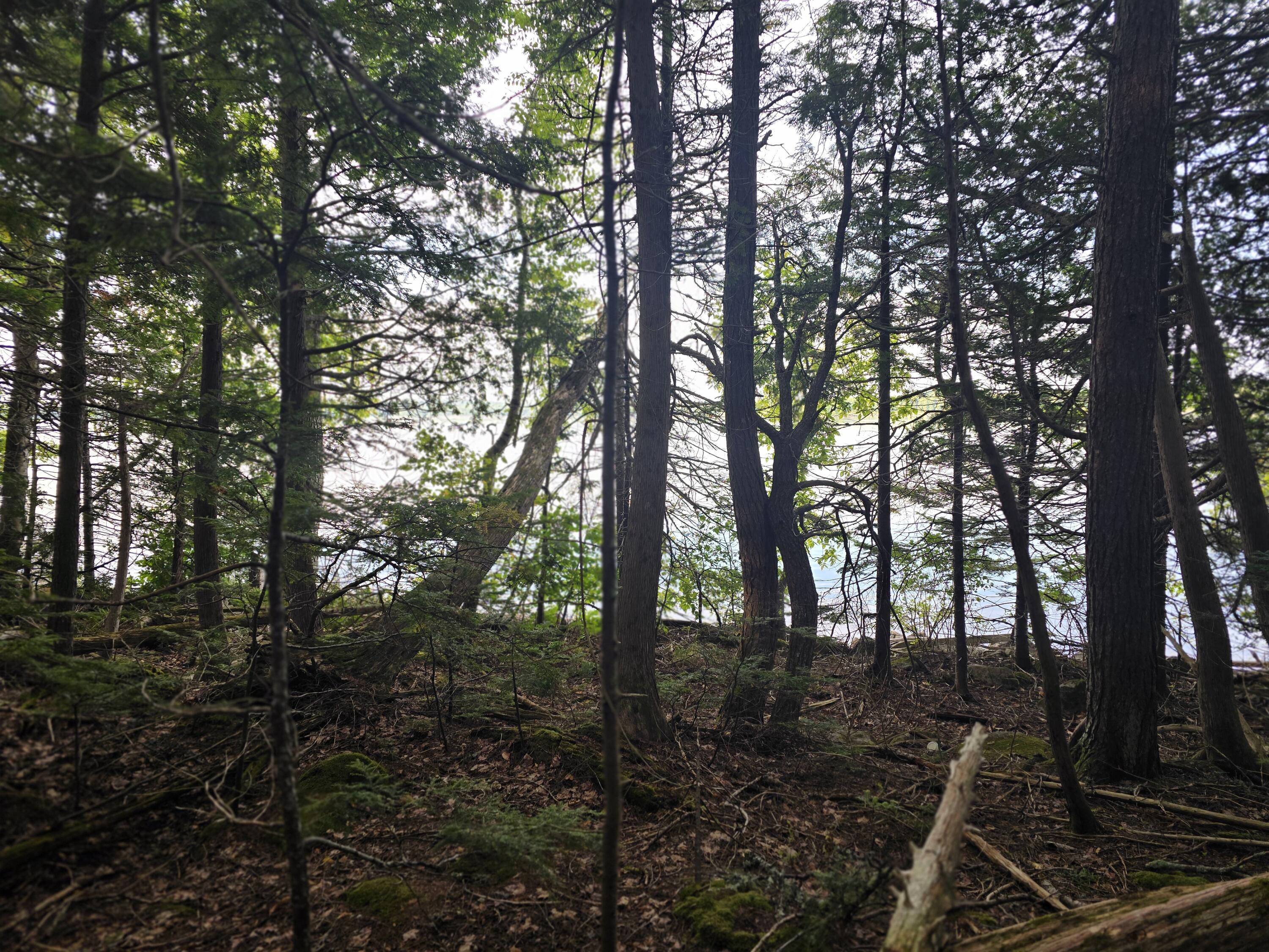 Lot 2 Townline Rock Rd Island Falls Island Falls, ME 04747 - Photo 13 of 27 20250902_074110