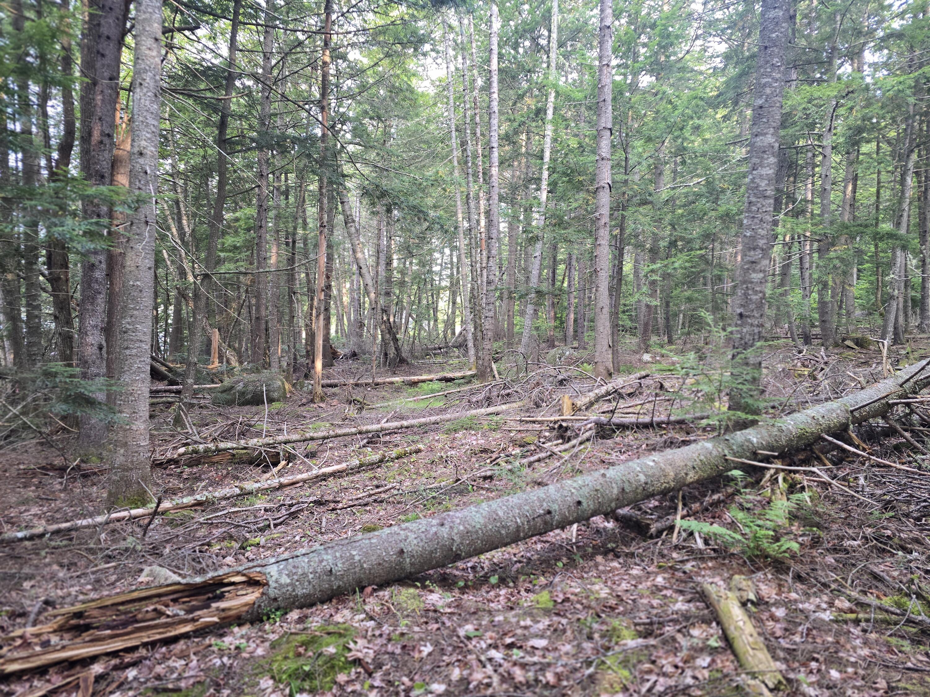 Lot 2 Townline Rock Rd Island Falls Island Falls, ME 04747 - Photo 18 of 27 20250902_074237