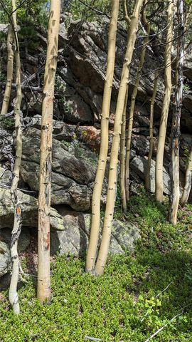a view of a yard with plants and trees