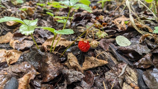 a view of under tree