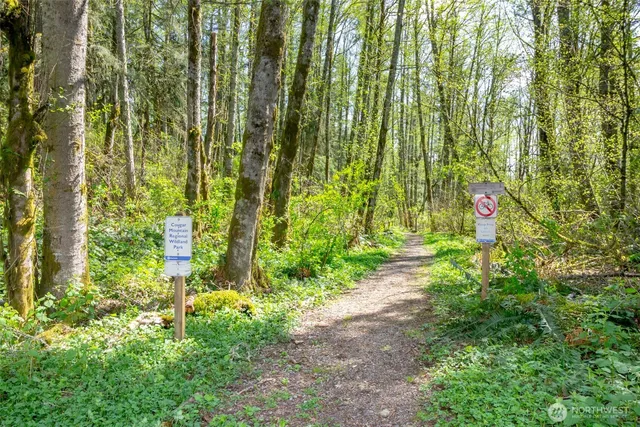 a view of a yard with plants and large trees