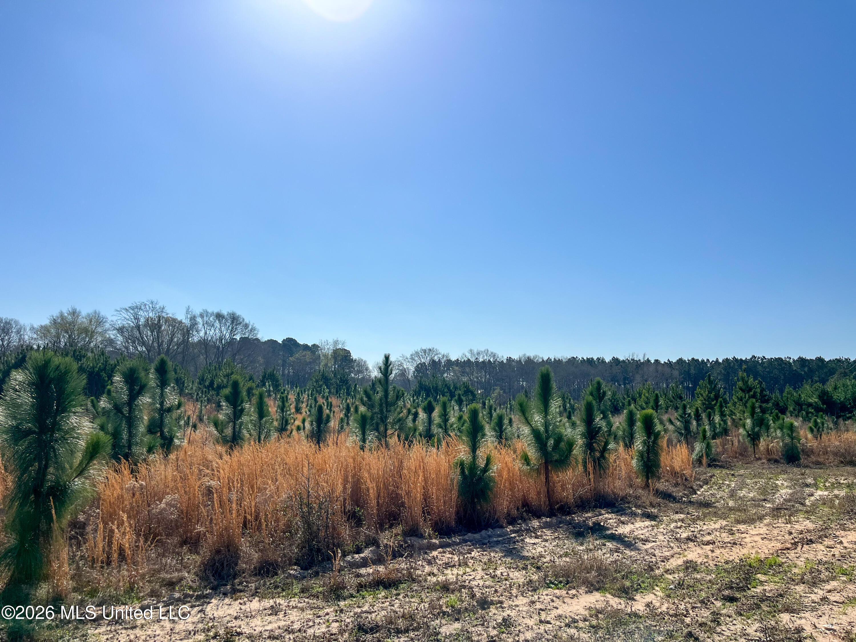 Liberty Church Road Newton, MS 39345 - Photo 12 of 49 IMG_2535