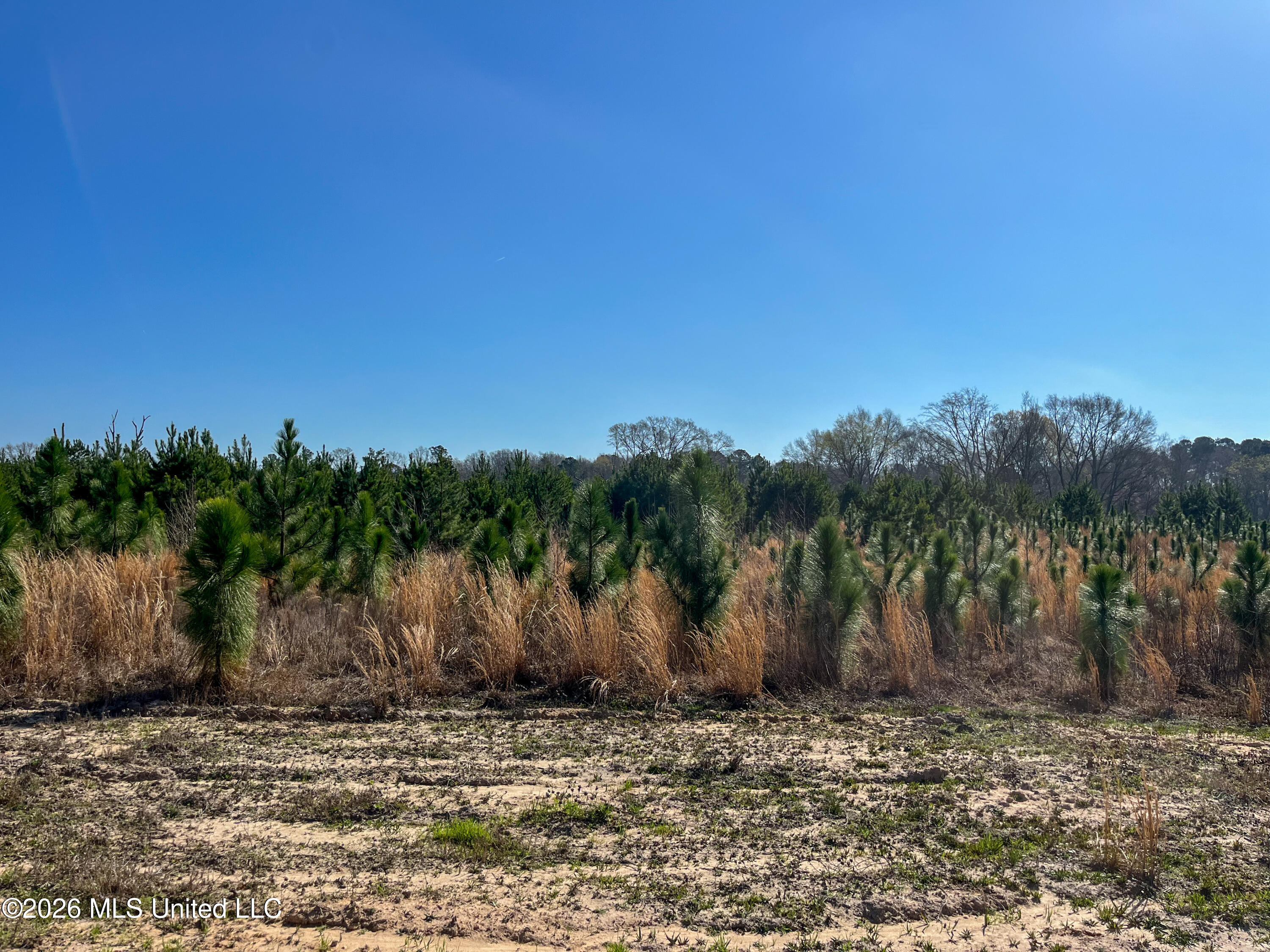 Liberty Church Road Newton, MS 39345 - Photo 29 of 49 IMG_2536