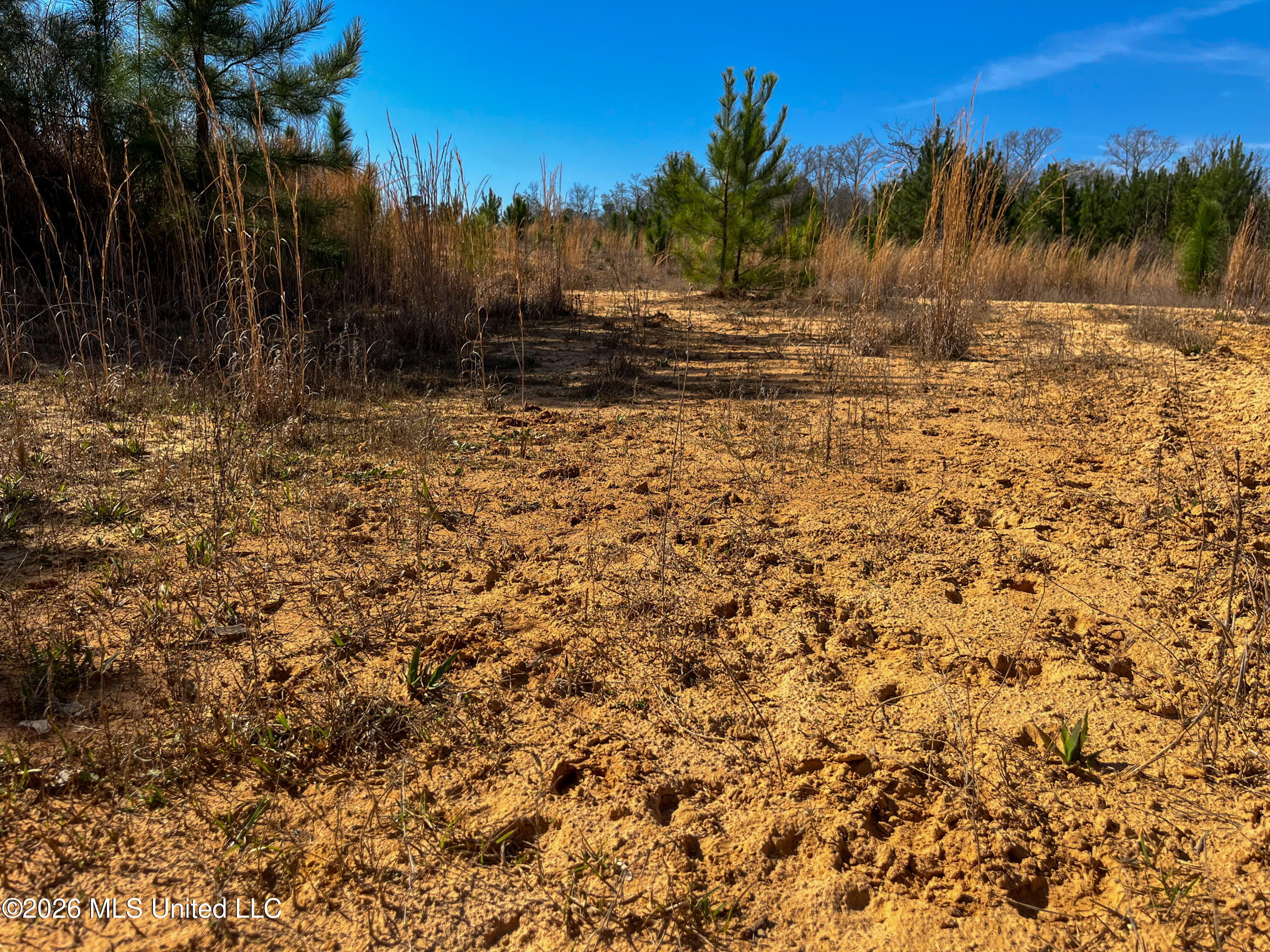 Liberty Church Road Newton, MS 39345 - Photo 39 of 49 IMG_2551