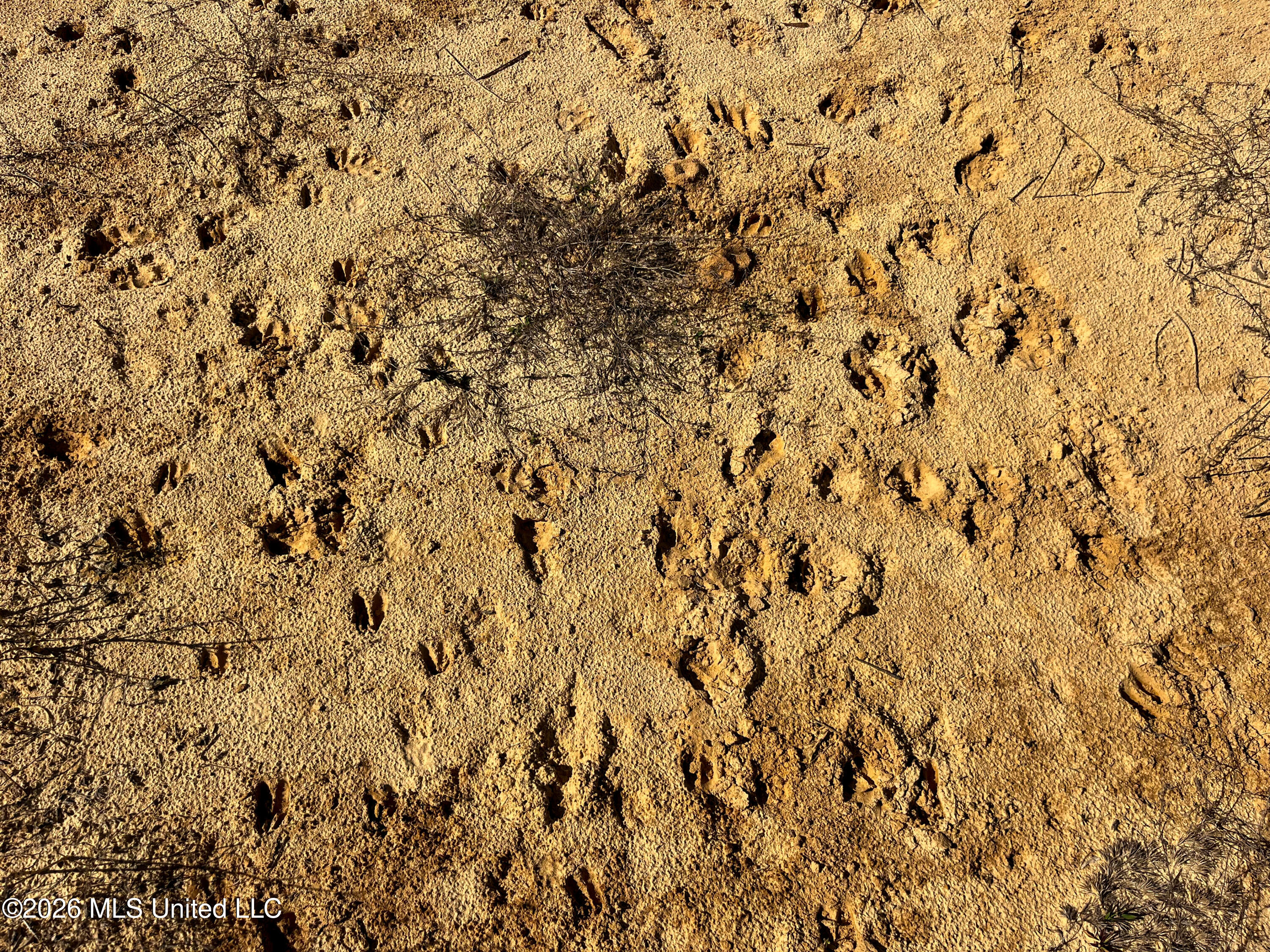 Liberty Church Road Newton, MS 39345 - Photo 40 of 49 IMG_2553