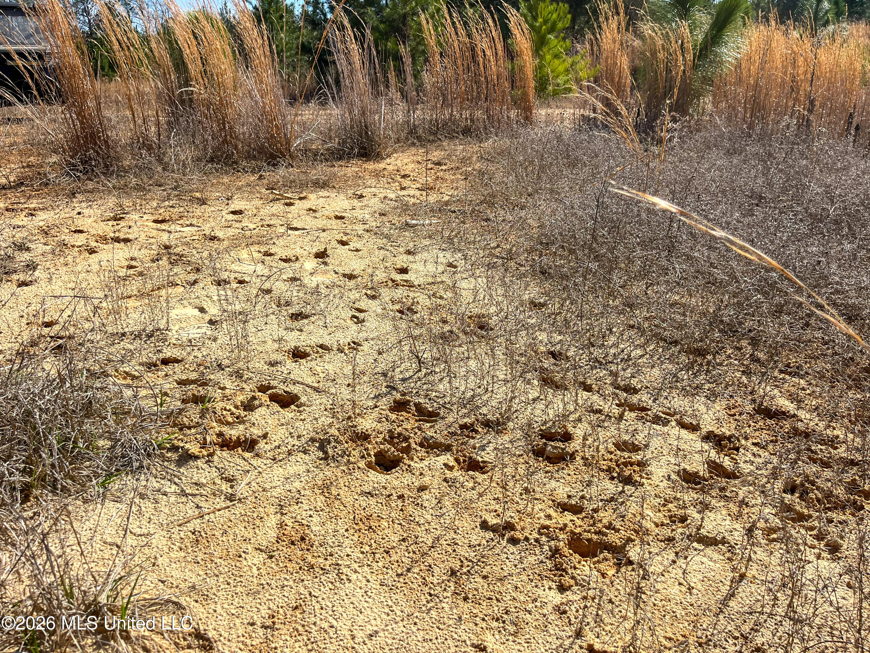 Liberty Church Road Newton, MS 39345 - Photo 41 of 49 IMG_2554
