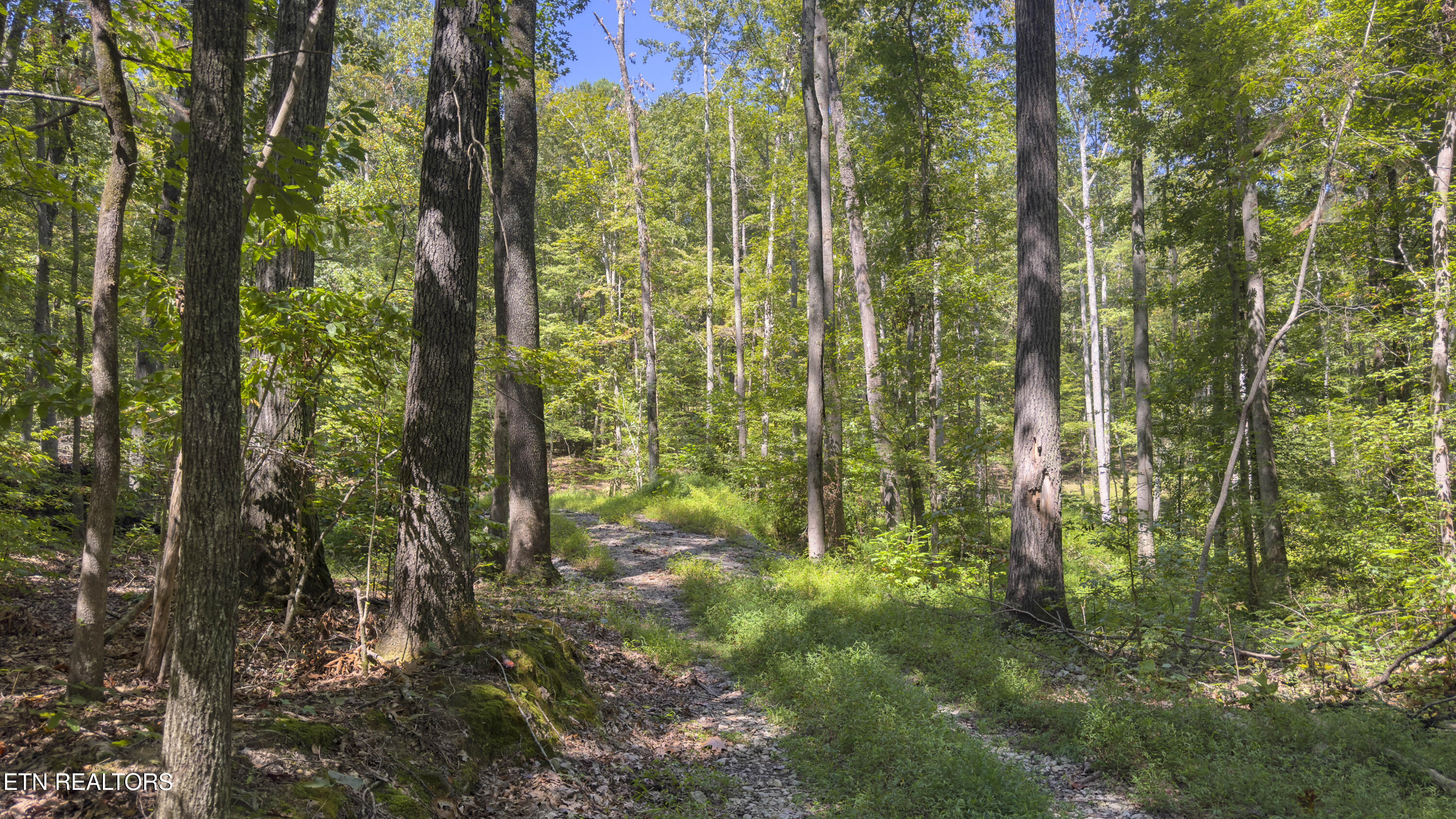 28.6-acres Clifton Cemetery Road Spring City, TN 37381 - Photo 6 of 19 IMG_6912