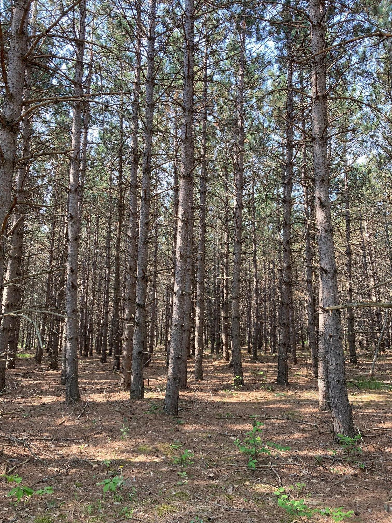 Lot 2 Fawn Lake Road Crosslake, MN 56442 - Photo 4 of 5
