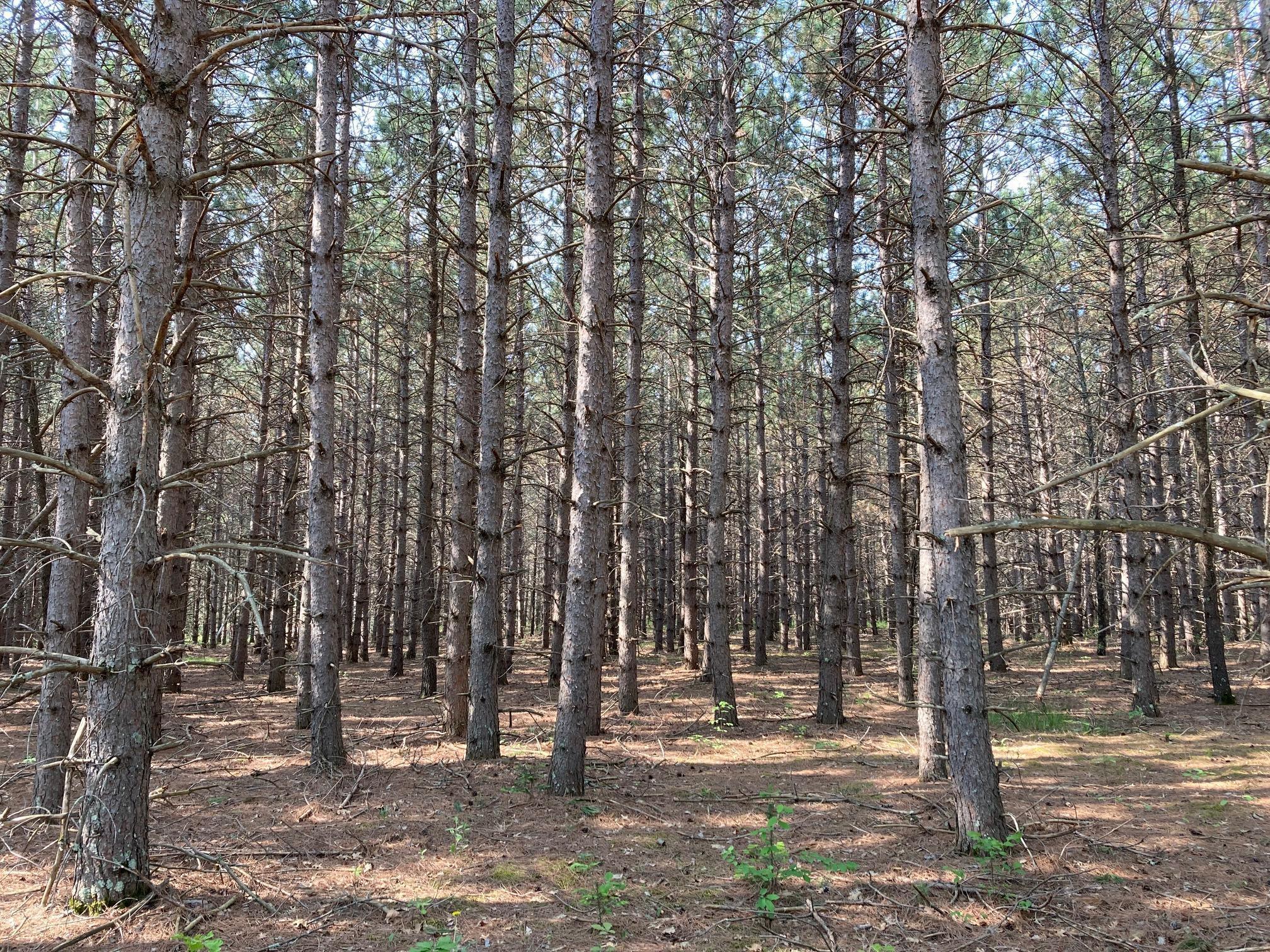 Lot 2 Fawn Lake Road Crosslake, MN 56442 - Photo 5 of 5