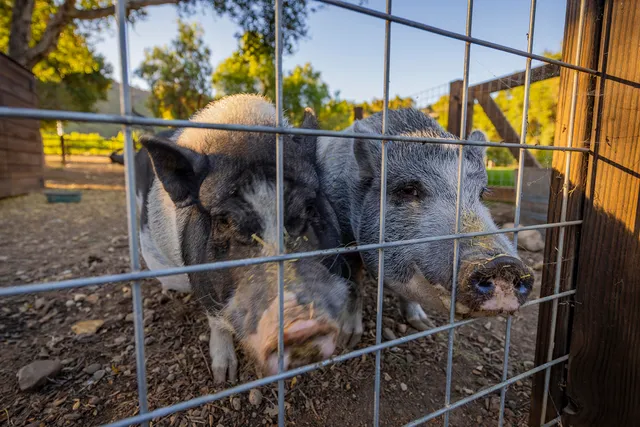 a view of a backyard with a large tree