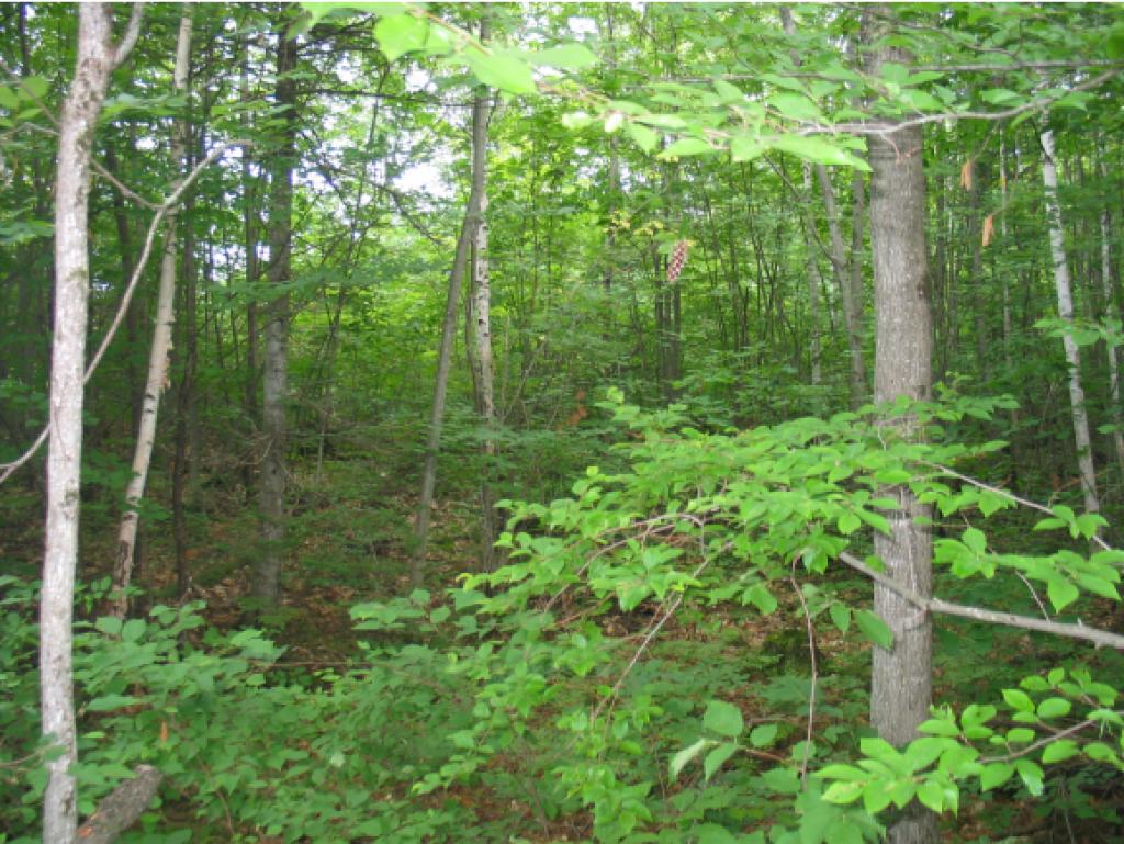 0 French Pond Road Antrim, NH 03440 - Photo 3 of 5 Gallery Image 3