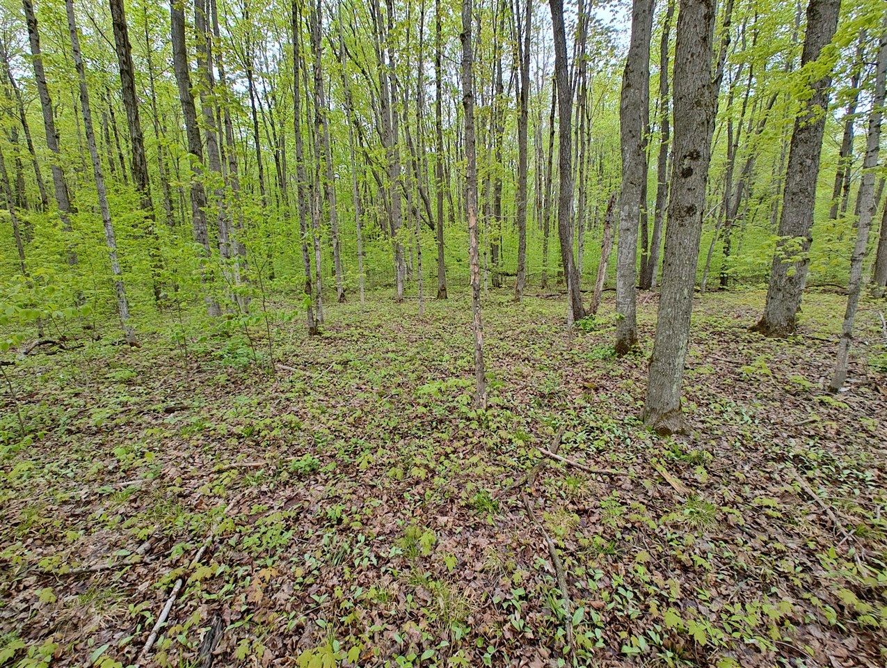Vl Covert Road Northeast Mancelona, MI 49659 - Photo 4 of 22