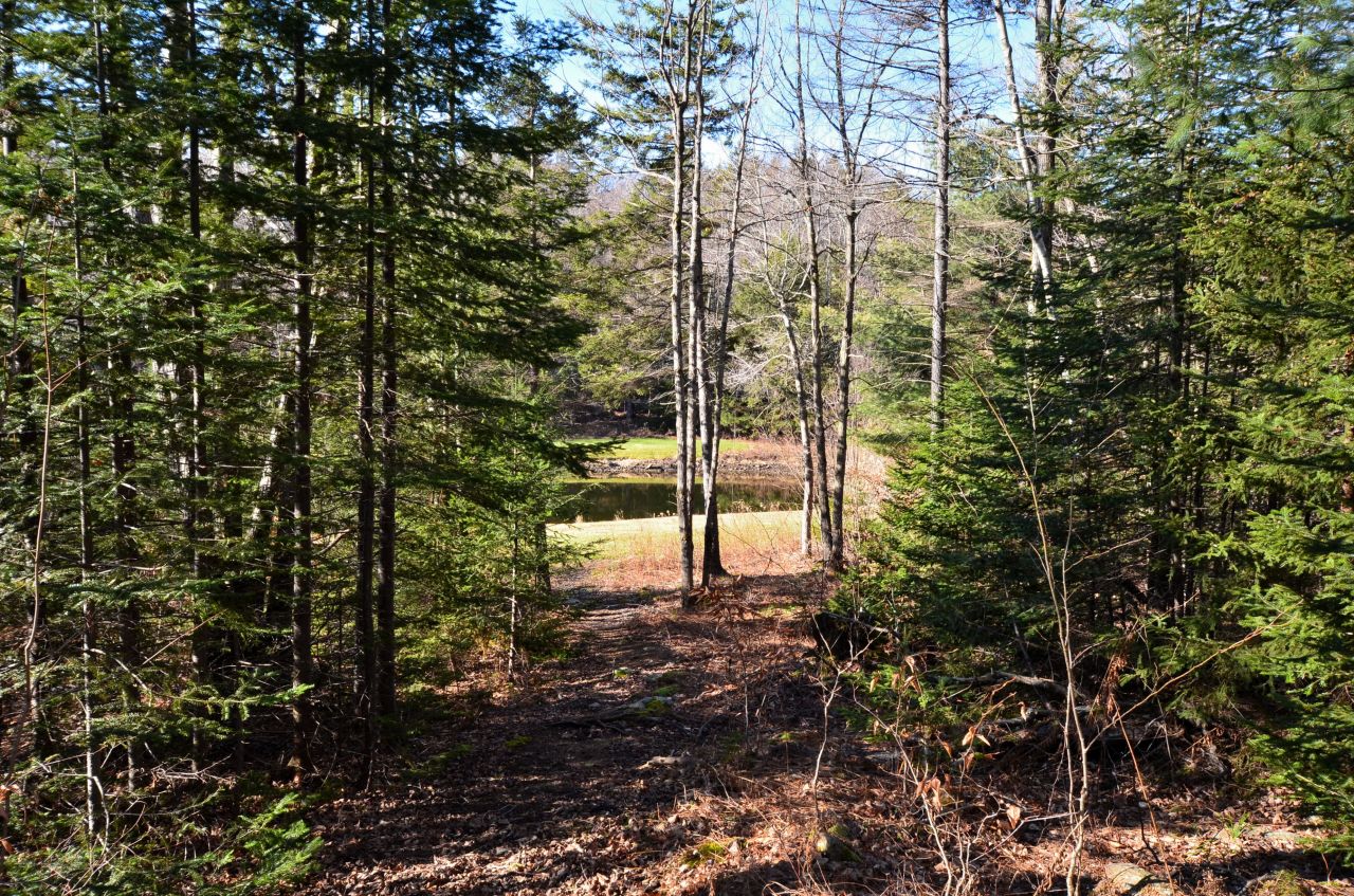 697 Woodmere Road Becket, MA 01223 - Photo 7 of 23 a view of a forest