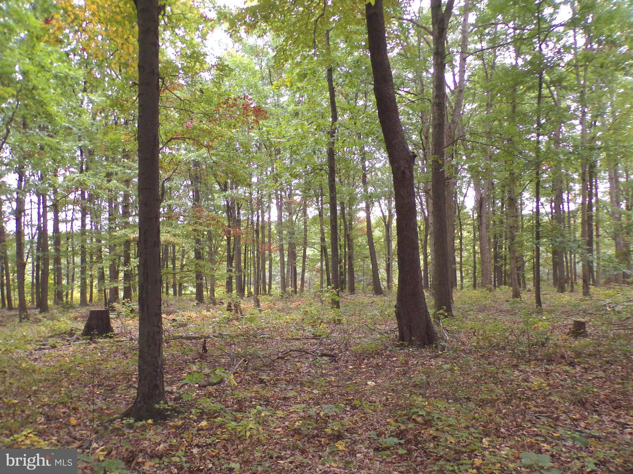19114 Middle Ridge Road Southwest Rawlings, MD 21557 - Photo 11 of 38 Gallery Image 11