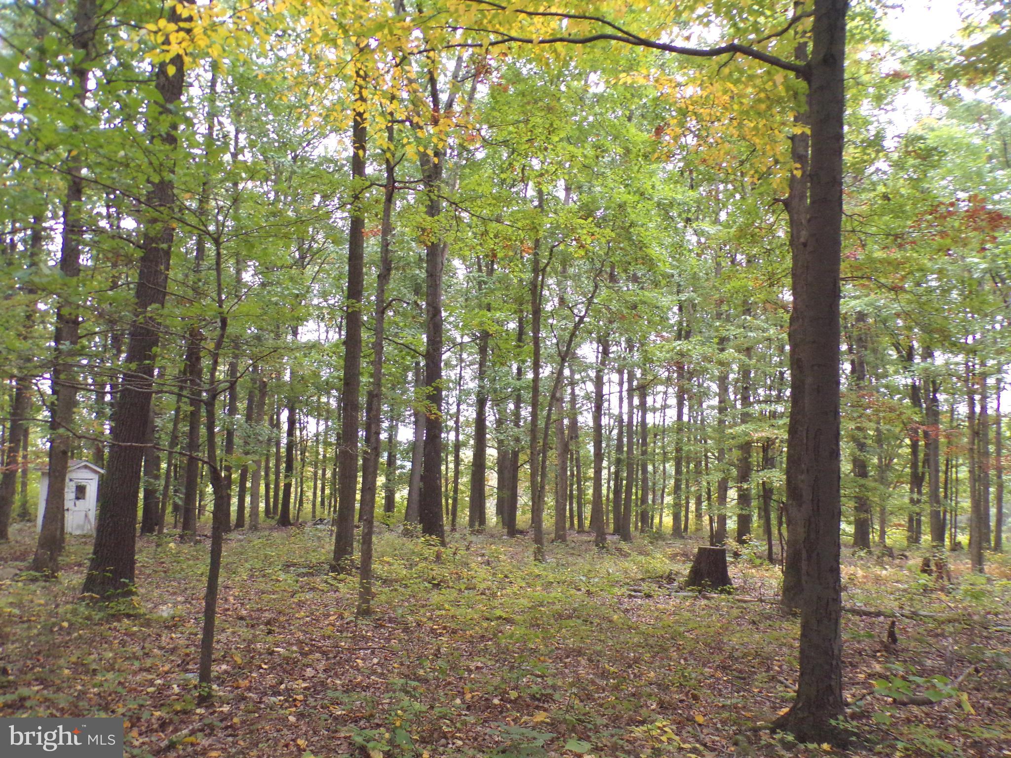 19114 Middle Ridge Road Southwest Rawlings, MD 21557 - Photo 12 of 38 Gallery Image 12