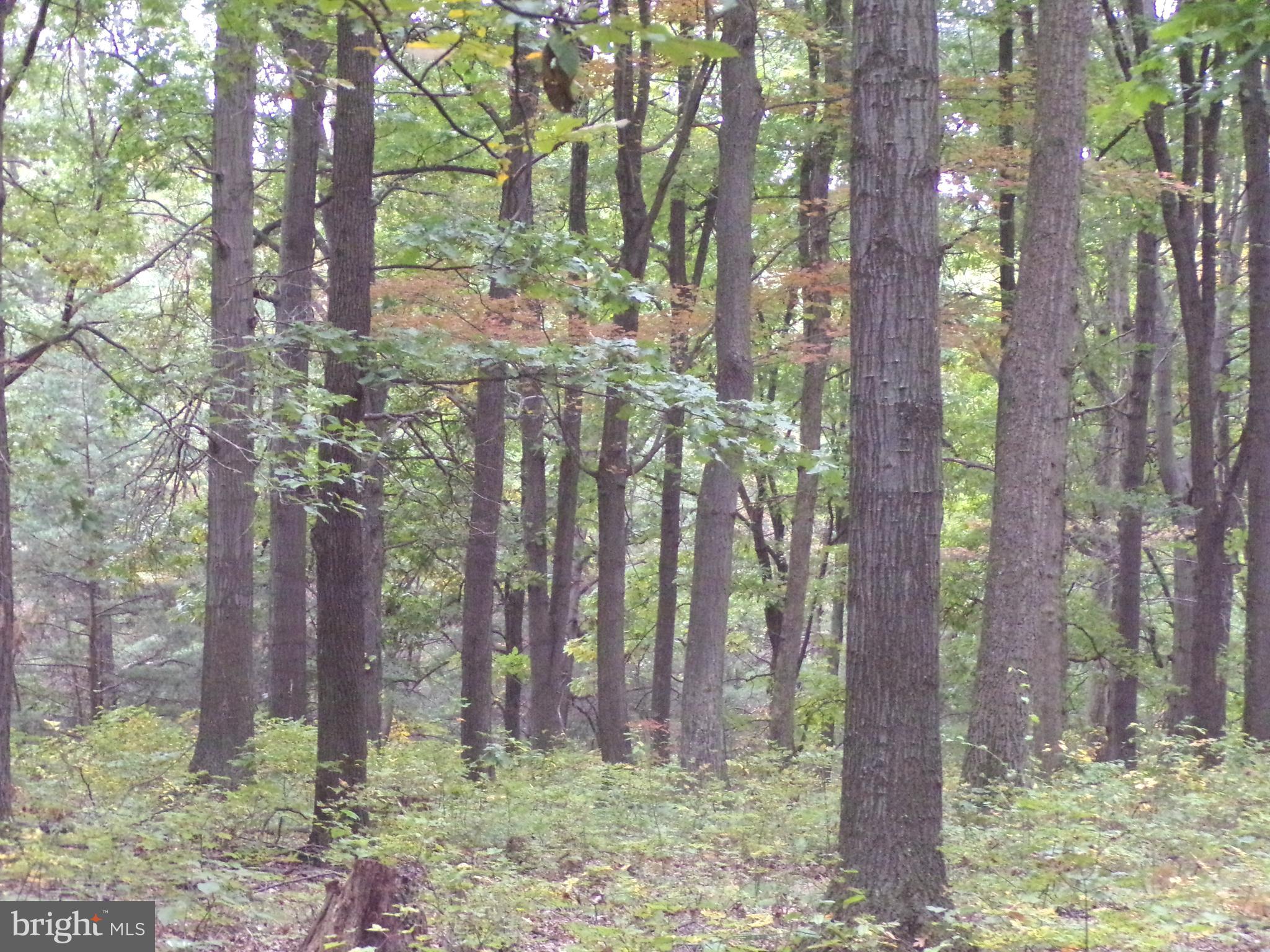 19114 Middle Ridge Road Southwest Rawlings, MD 21557 - Photo 14 of 38 Gallery Image 14