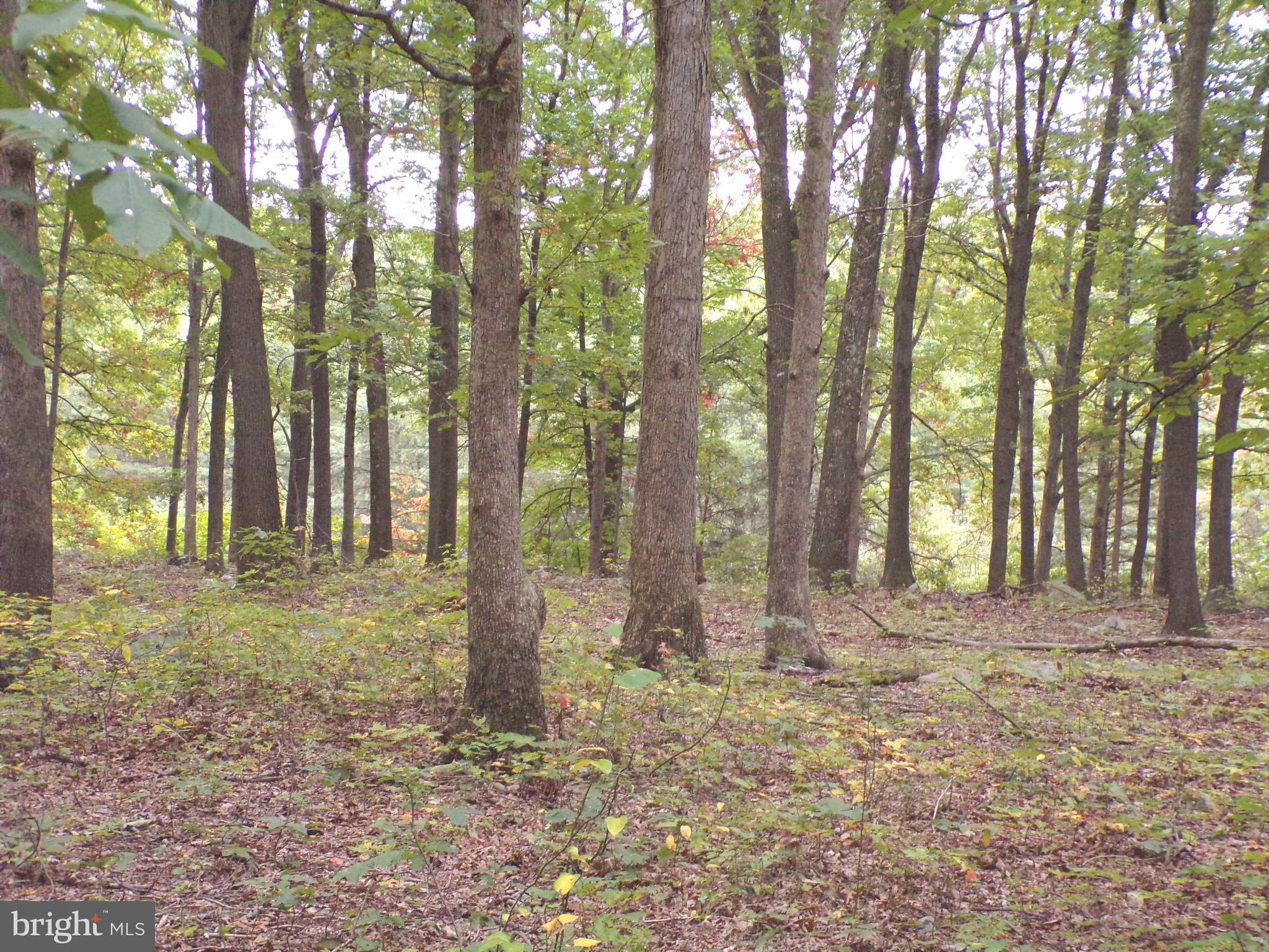 19114 Middle Ridge Road Southwest Rawlings, MD 21557 - Photo 15 of 38 Gallery Image 15
