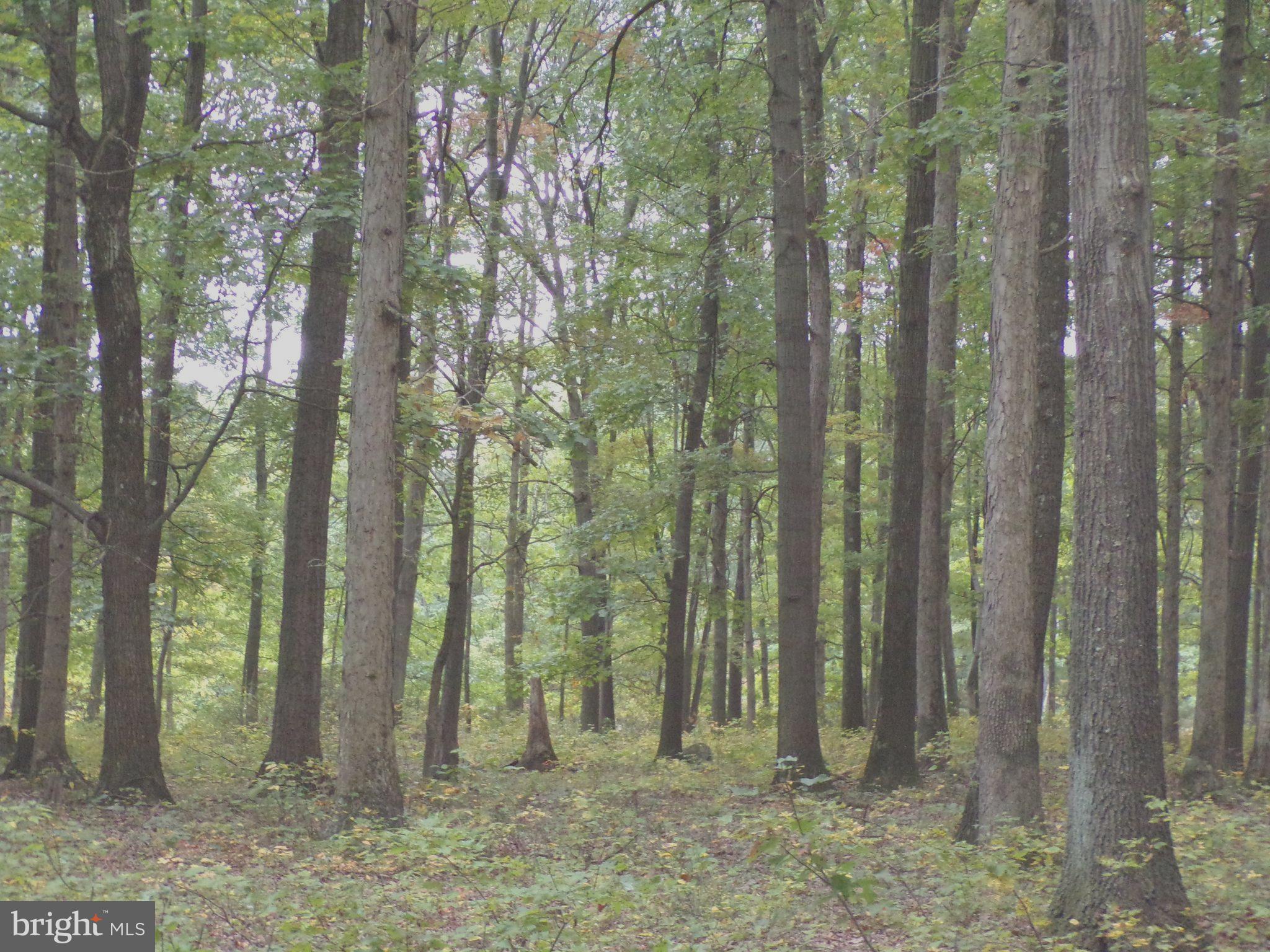 19114 Middle Ridge Road Southwest Rawlings, MD 21557 - Photo 16 of 38 Gallery Image 16