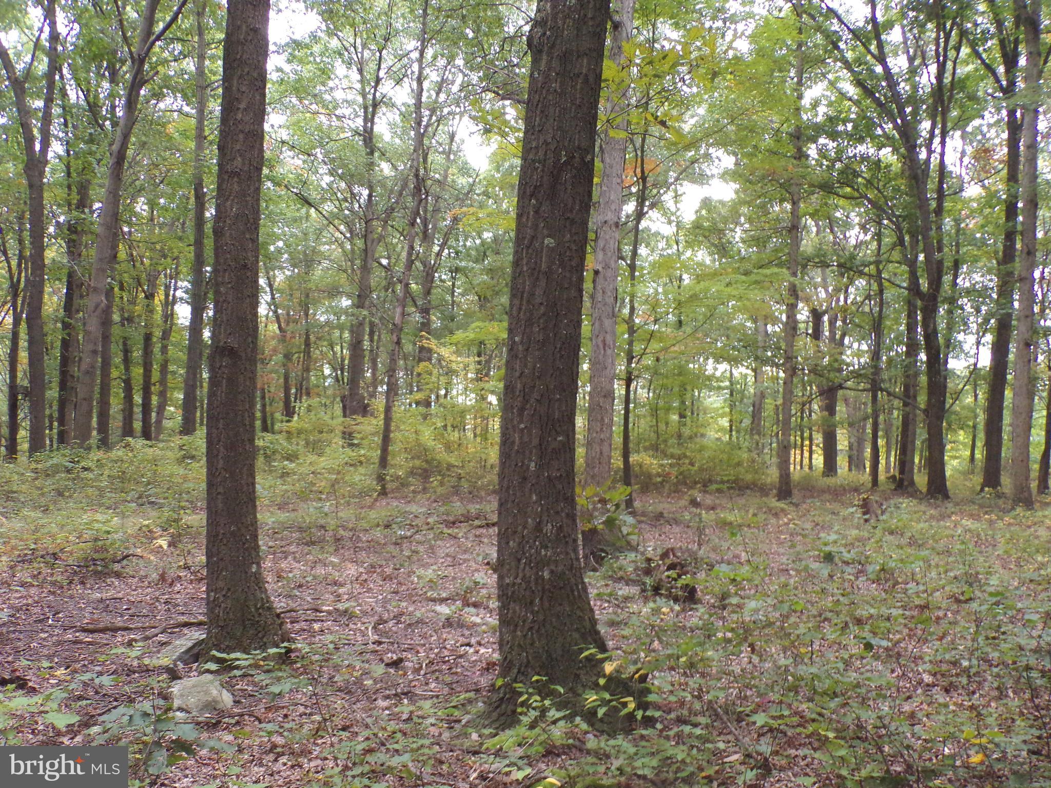 19114 Middle Ridge Road Southwest Rawlings, MD 21557 - Photo 17 of 38 Gallery Image 17