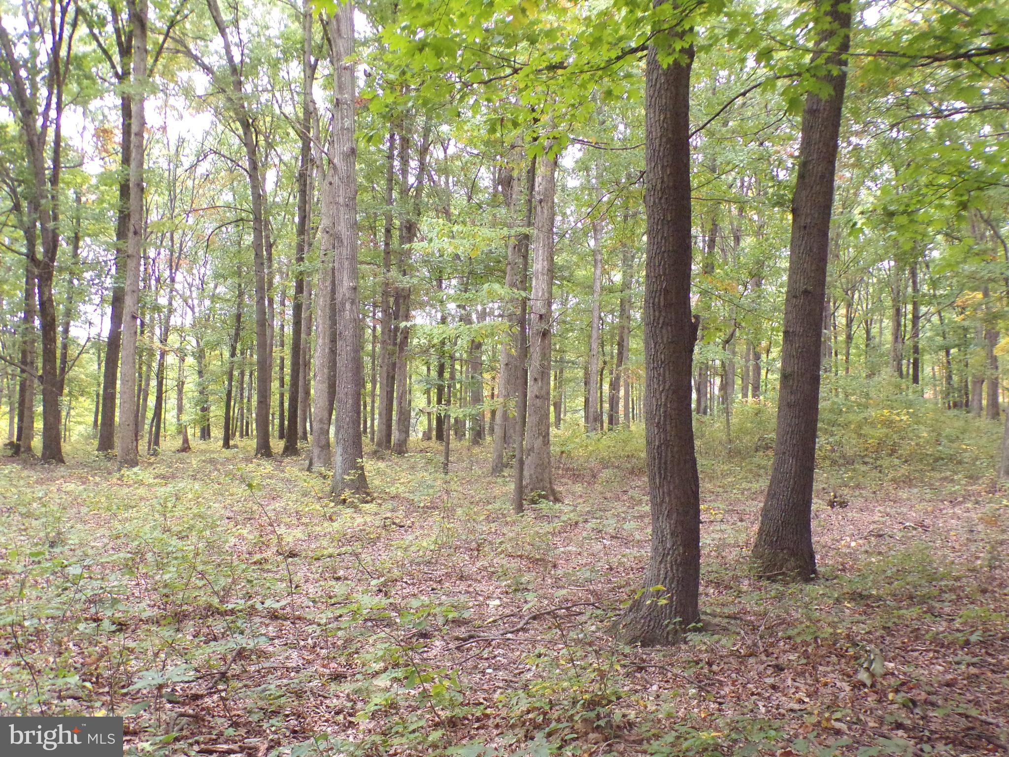 19114 Middle Ridge Road Southwest Rawlings, MD 21557 - Photo 18 of 38 Gallery Image 18