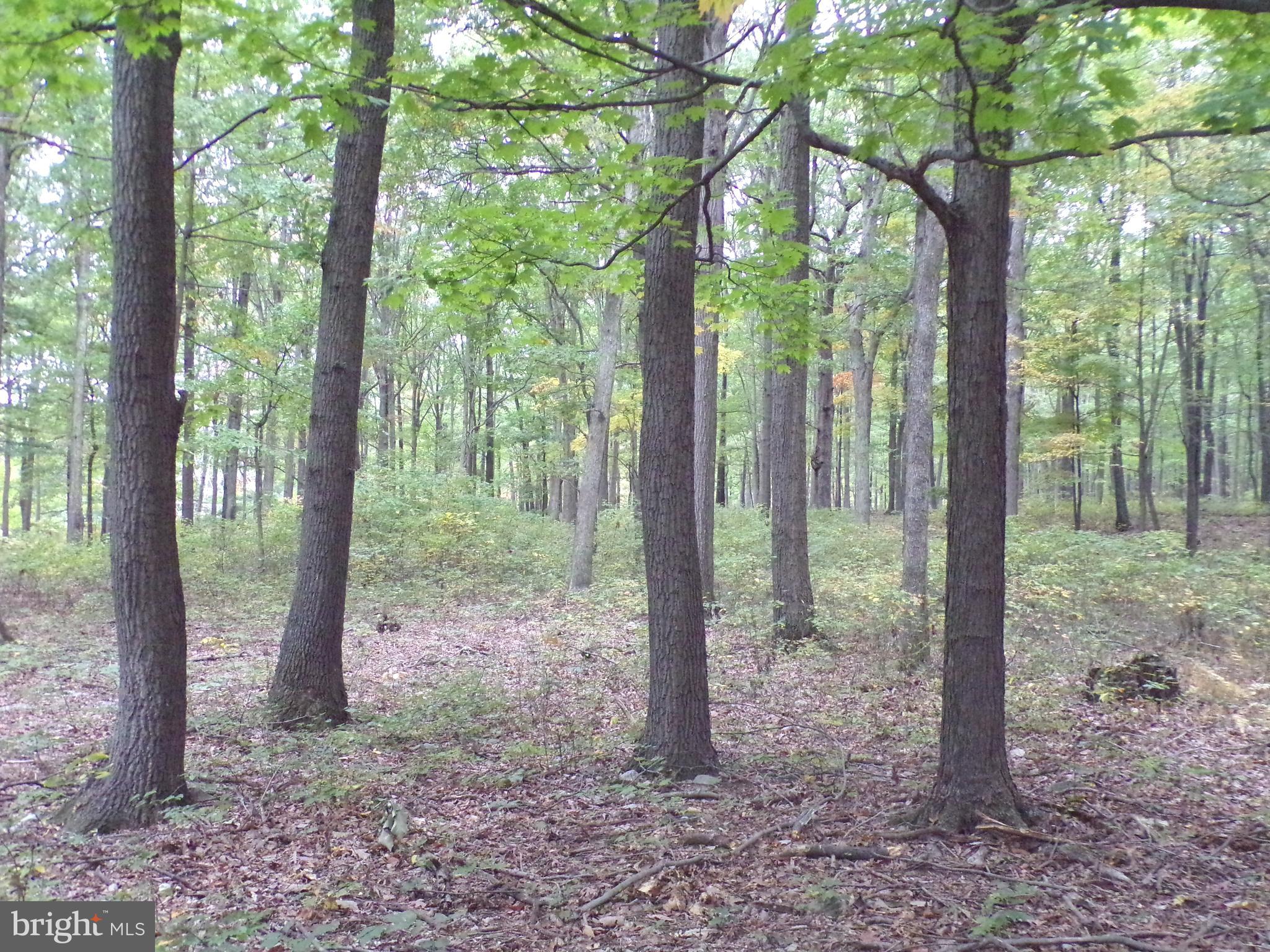 19114 Middle Ridge Road Southwest Rawlings, MD 21557 - Photo 19 of 38 Gallery Image 19