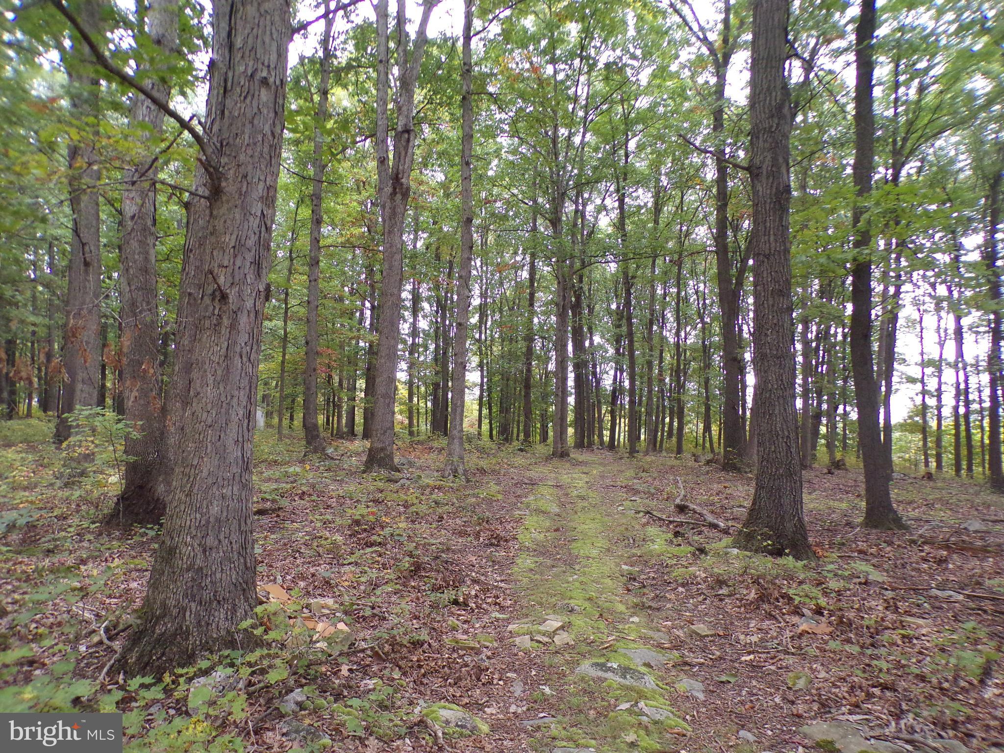 19114 Middle Ridge Road Southwest Rawlings, MD 21557 - Photo 20 of 38 Gallery Image 20