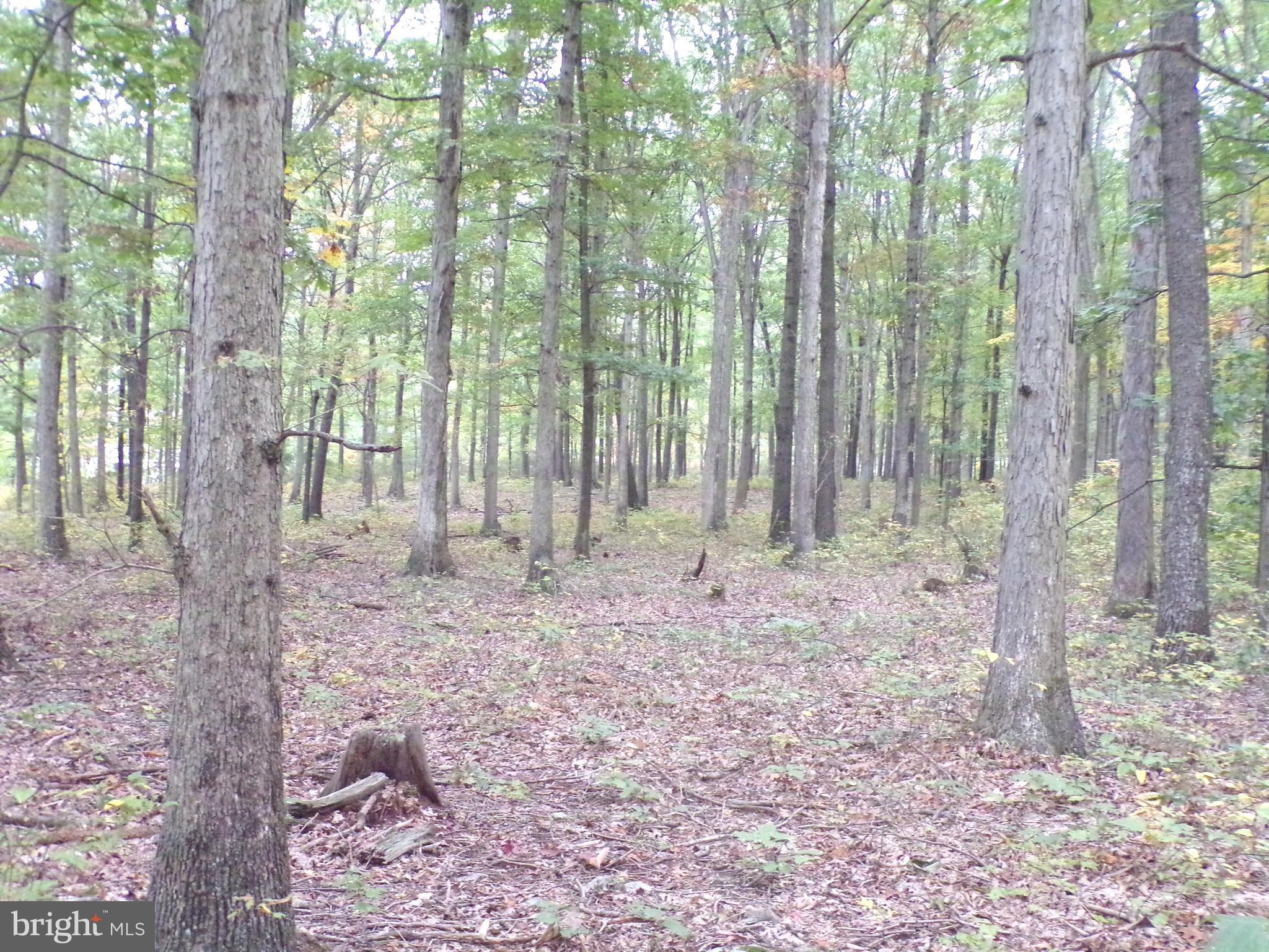 19114 Middle Ridge Road Southwest Rawlings, MD 21557 - Photo 21 of 38 Gallery Image 21
