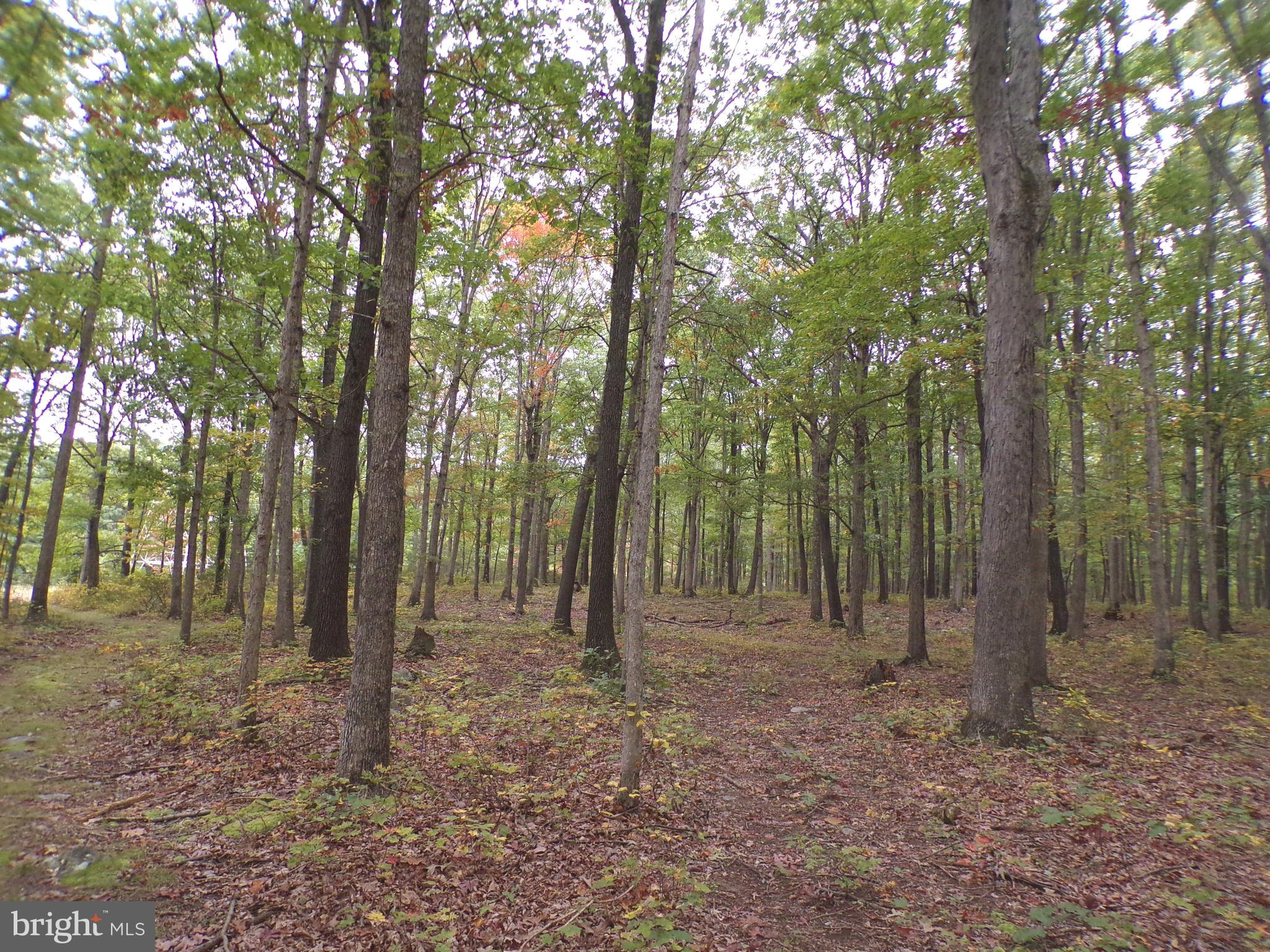 19114 Middle Ridge Road Southwest Rawlings, MD 21557 - Photo 23 of 38 Gallery Image 23