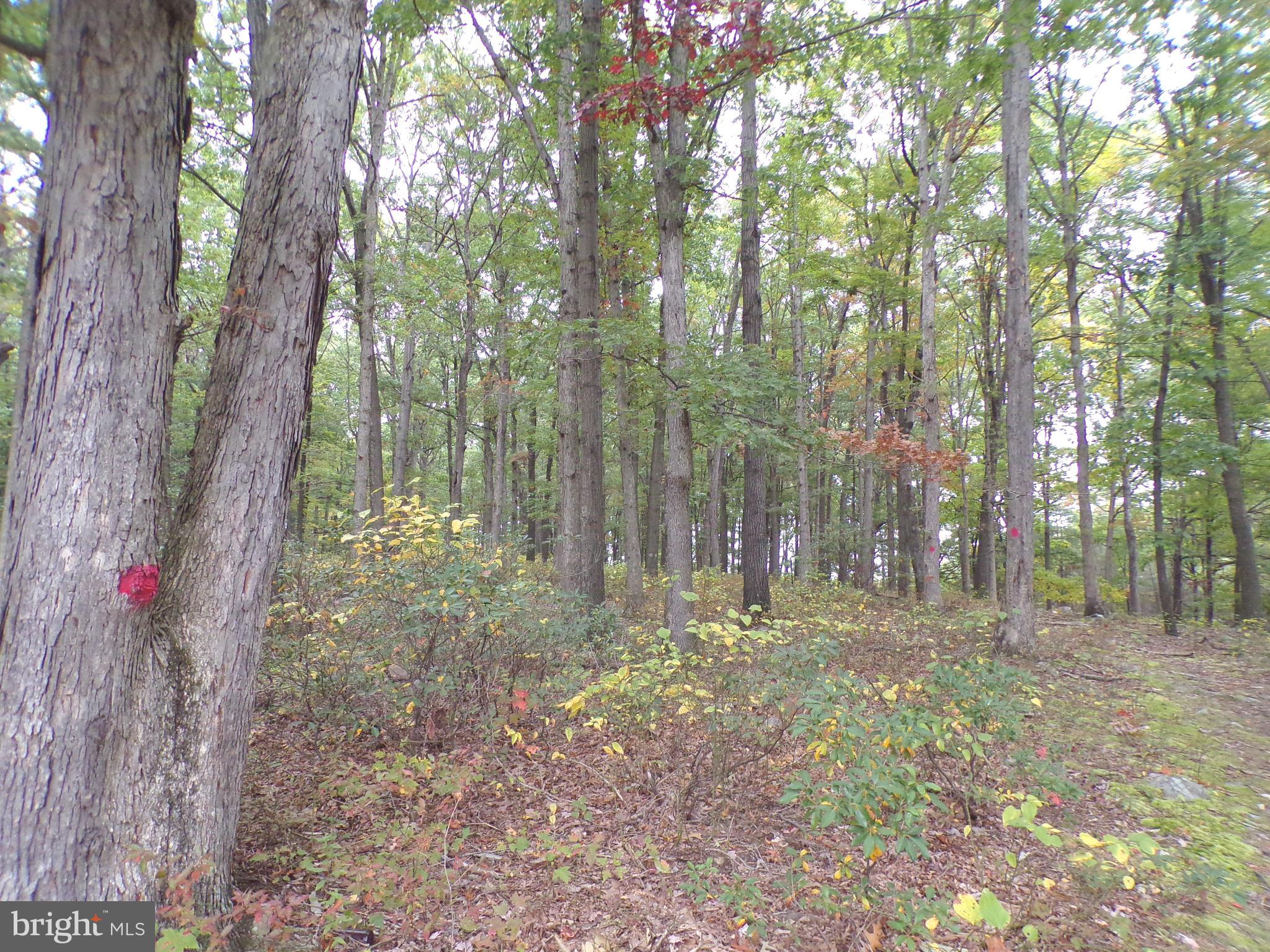19114 Middle Ridge Road Southwest Rawlings, MD 21557 - Photo 25 of 38 Gallery Image 25