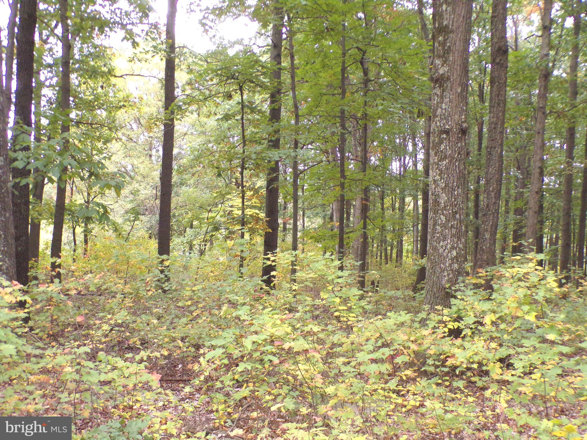 19114 Middle Ridge Road Southwest Rawlings, MD 21557 - Photo 4 of 38 Gallery Image 4