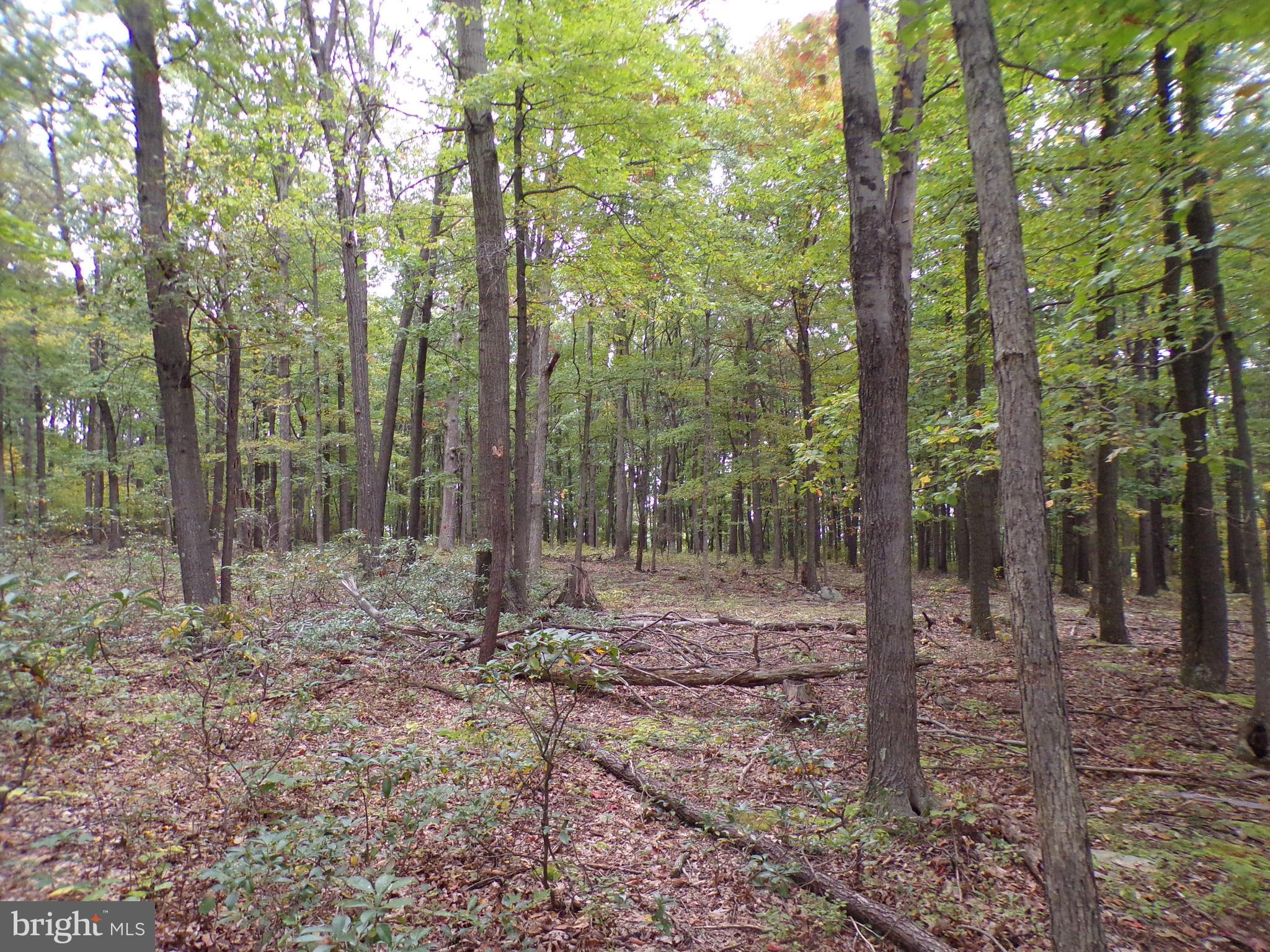 19114 Middle Ridge Road Southwest Rawlings, MD 21557 - Photo 31 of 38 Gallery Image 31