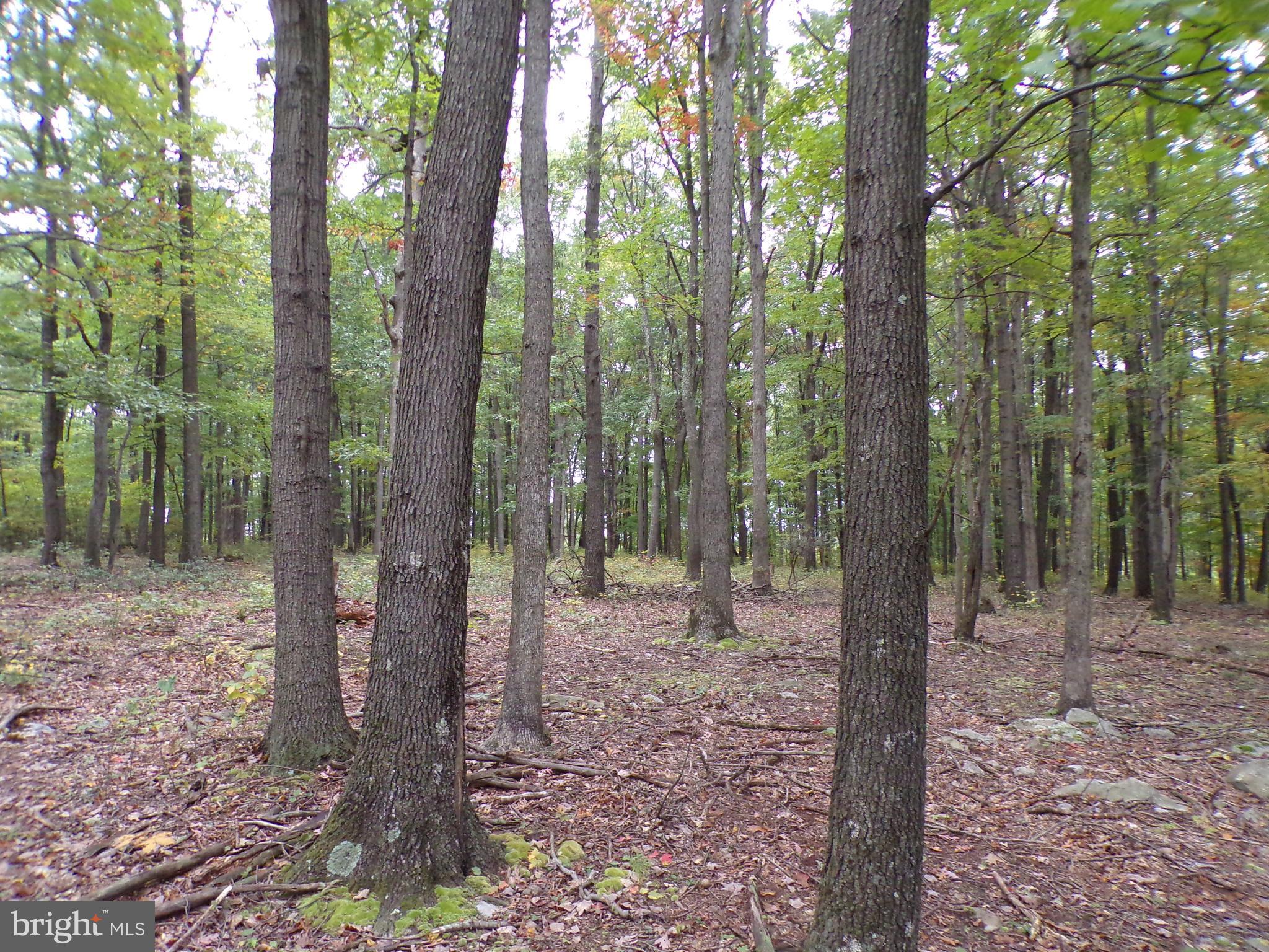 19114 Middle Ridge Road Southwest Rawlings, MD 21557 - Photo 32 of 38 Gallery Image 32