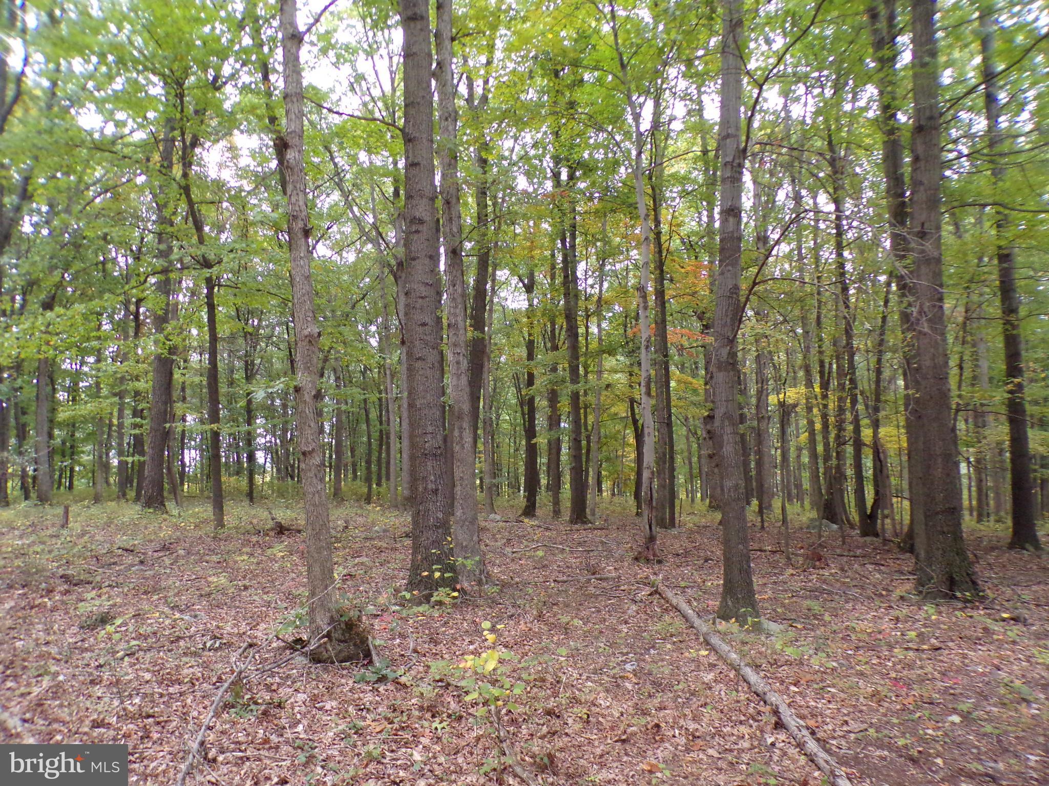 19114 Middle Ridge Road Southwest Rawlings, MD 21557 - Photo 33 of 38 Gallery Image 33