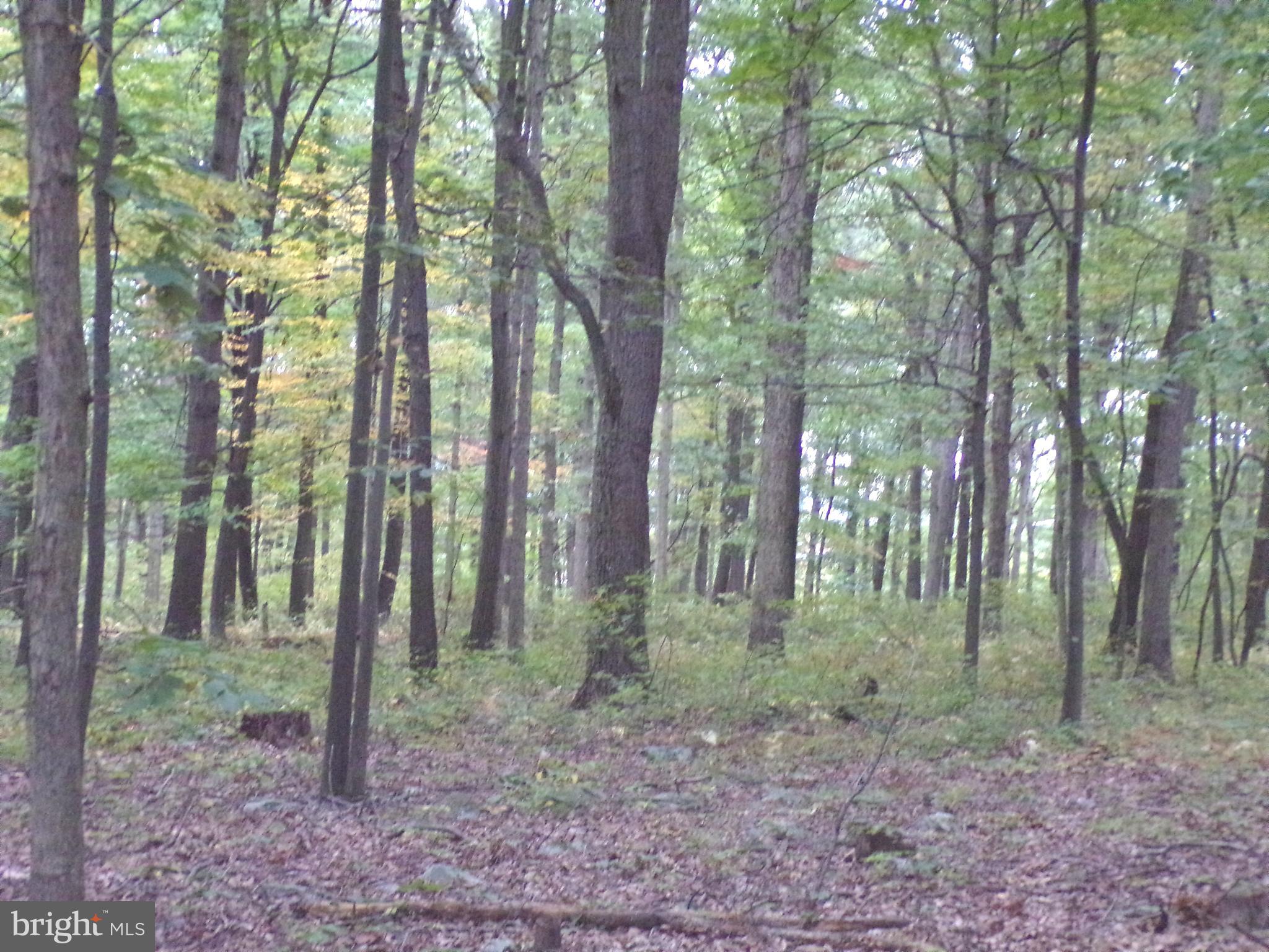 19114 Middle Ridge Road Southwest Rawlings, MD 21557 - Photo 7 of 38 Gallery Image 7