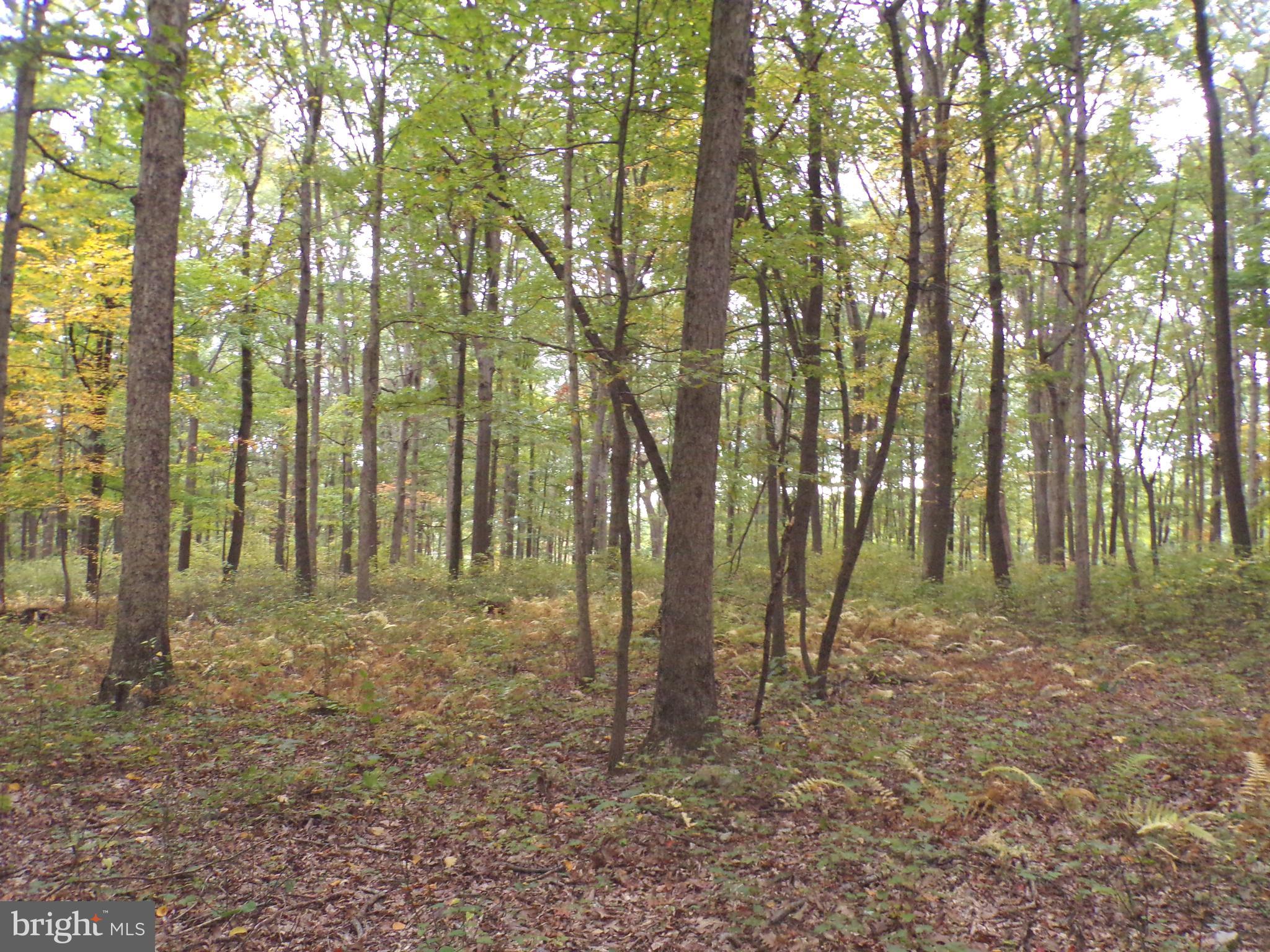 19114 Middle Ridge Road Southwest Rawlings, MD 21557 - Photo 9 of 38 Gallery Image 9