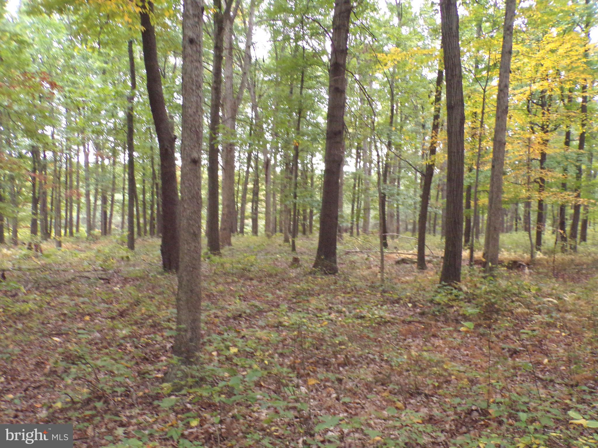 19114 Middle Ridge Road Southwest Rawlings, MD 21557 - Photo 10 of 38 Gallery Image 10