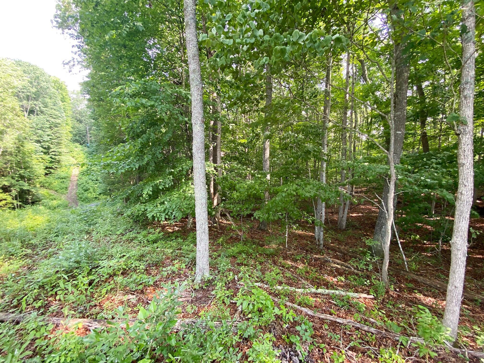 Coleman Cliff Road Frankford, WV 24938 - Photo 28 of 49 Gallery Image 28