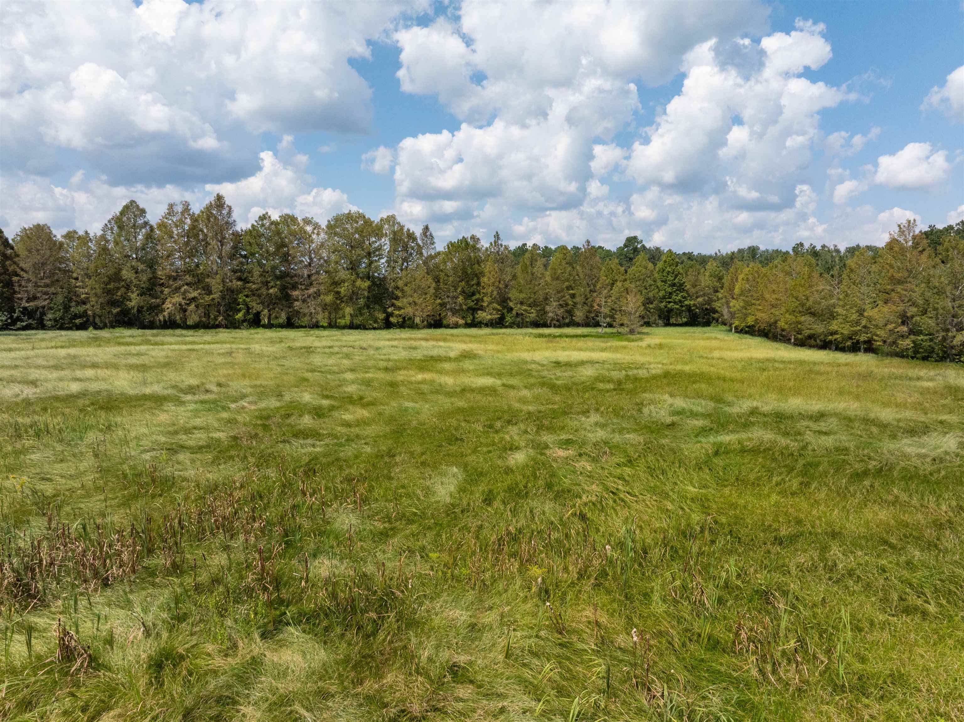 0 Northwest St Thomas Church Road Madison, FL 32340 - Photo 16 of 24 Gallery Image 16