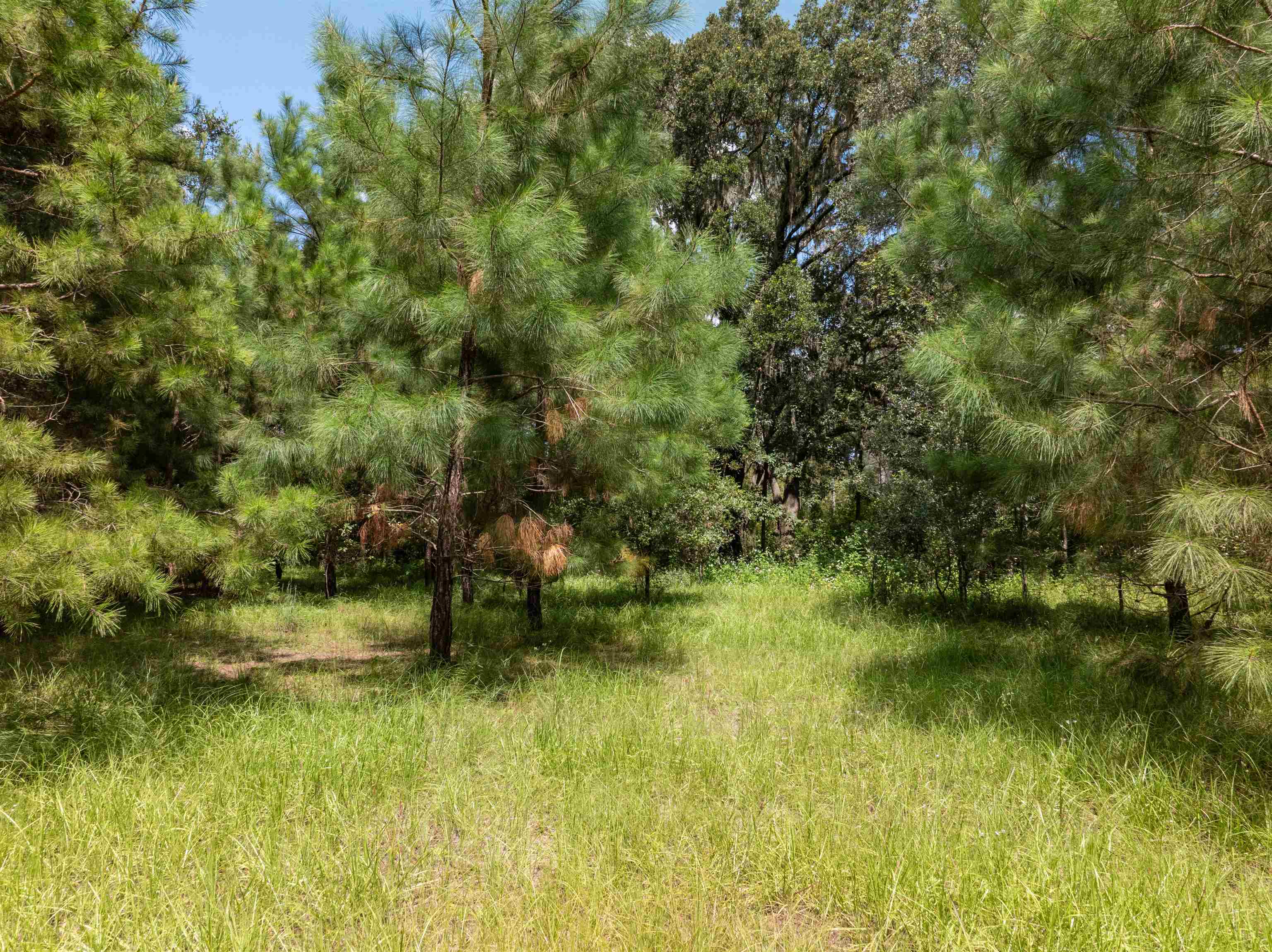 0 Northwest St Thomas Church Road Madison, FL 32340 - Photo 2 of 24 Gallery Image 2