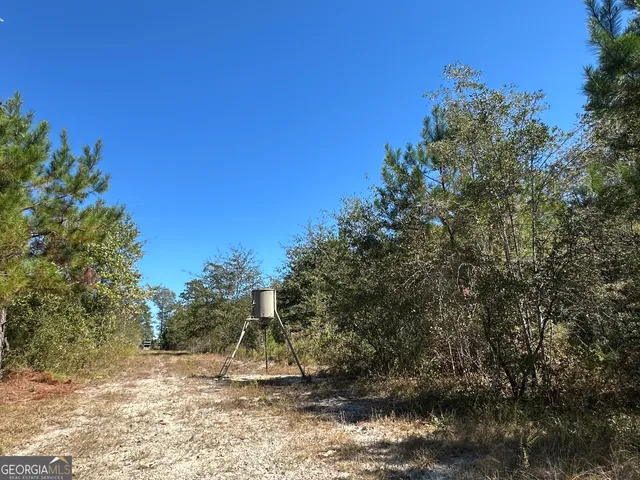 a view of a forest with trees in the background
