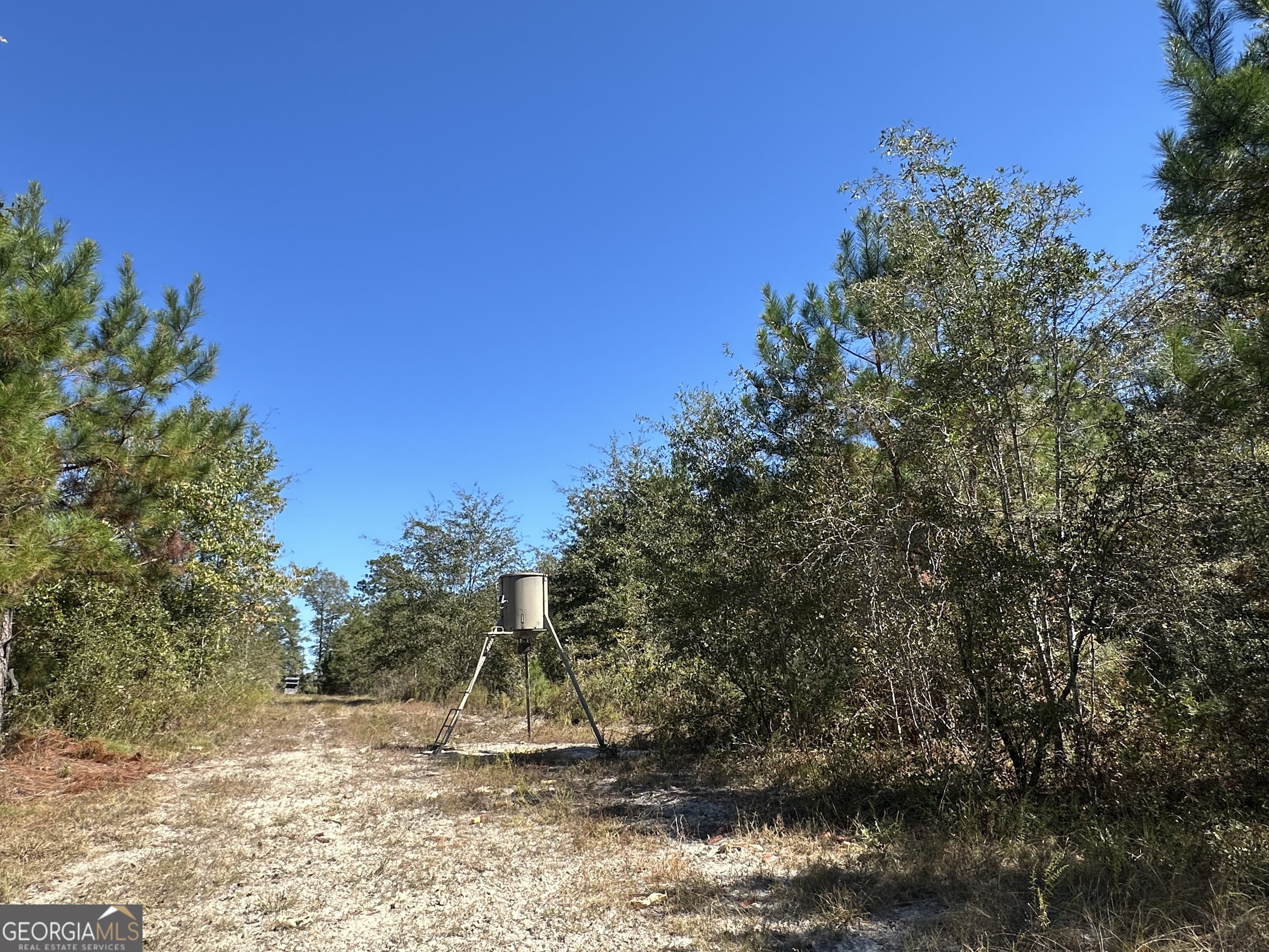 68 Sand Rdg Road Rhine, GA 31077 - Photo 38 of 54 a view of a yard with a tree