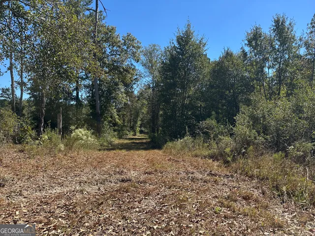 a view of a forest with trees in the background