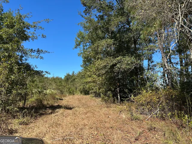 a view of a forest with trees in the background