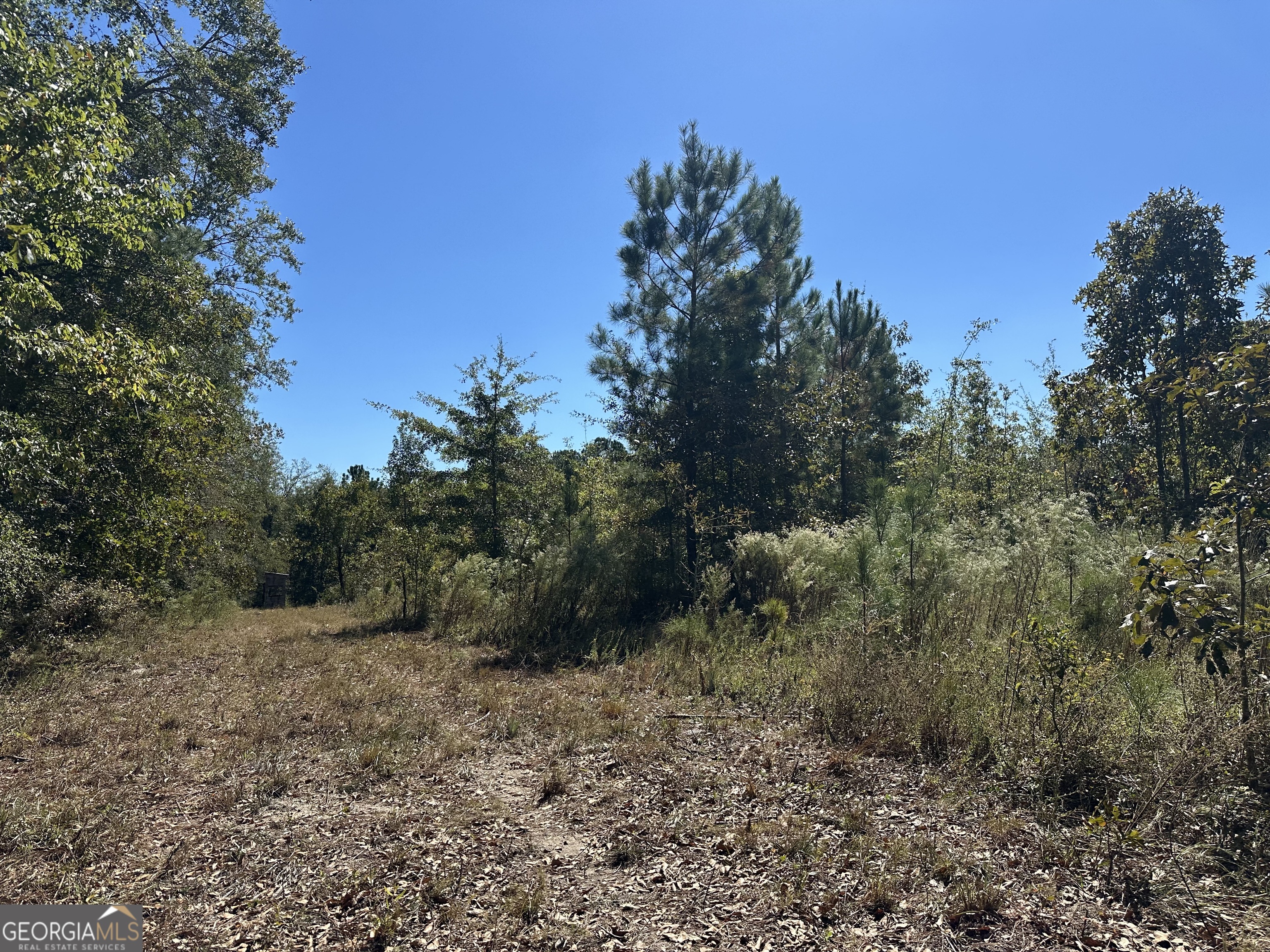 68 Sand Rdg Road Rhine, GA 31077 - Photo 42 of 54 a view of a forest with trees in the background
