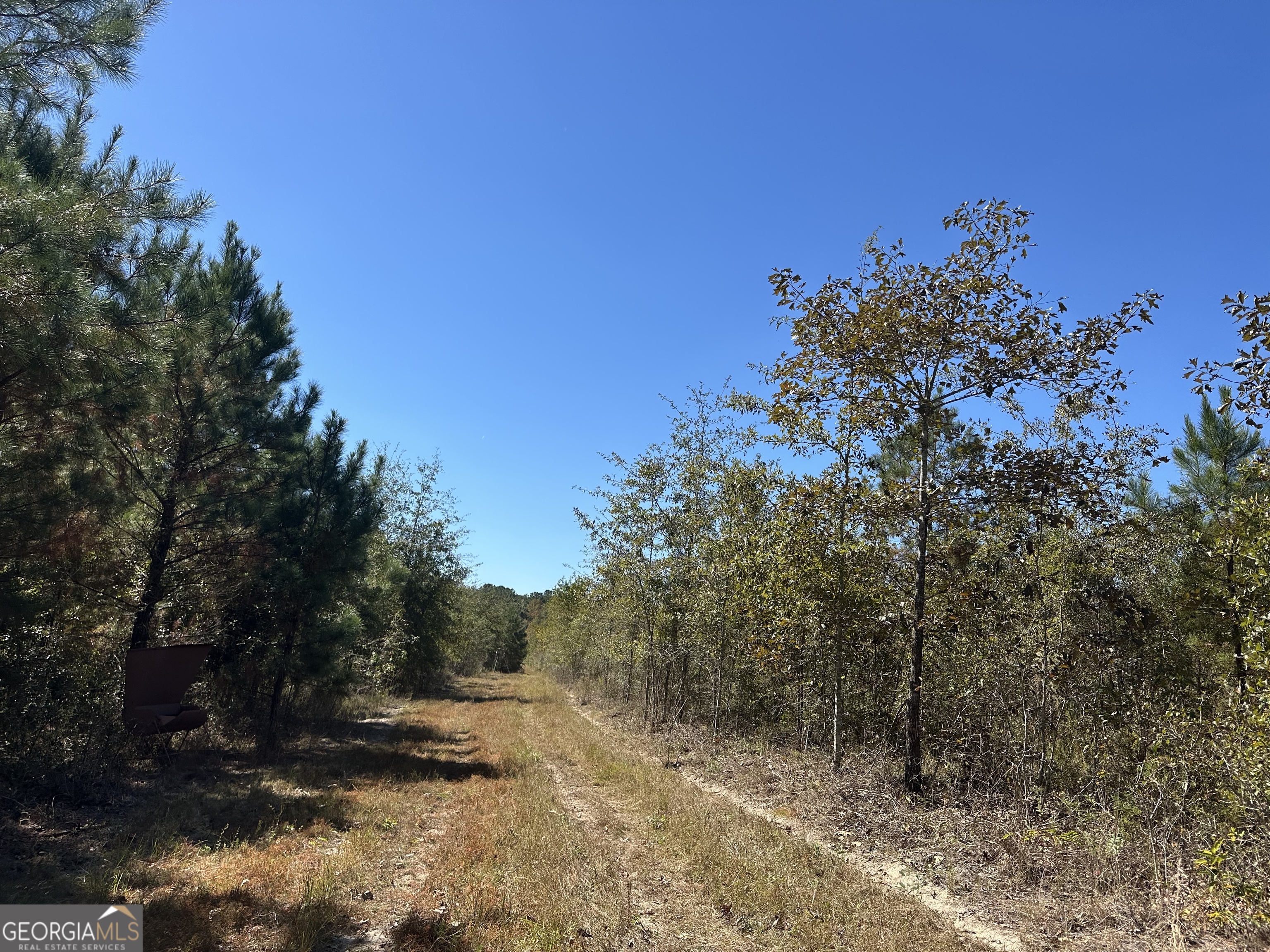 68 Sand Rdg Road Rhine, GA 31077 - Photo 43 of 54 a view of a forest with trees in the background
