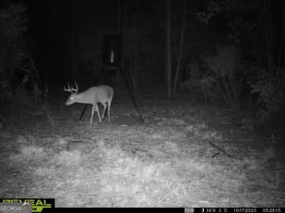 68 Sand Rdg Road Rhine, GA 31077 - Photo 53 of 54 a view of a yard