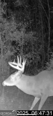 $379,000 | 68 Sand Rdg Road, Rhine, GA 31077