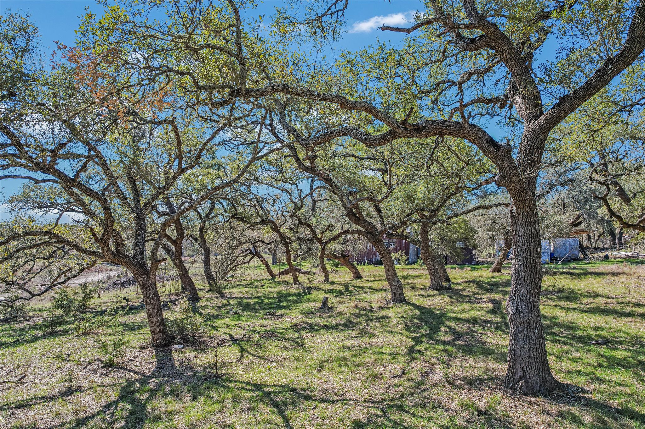 5421 Purgatory Road San Marcos, TX 78666 - Photo 34 of 38 a view of yard with large trees